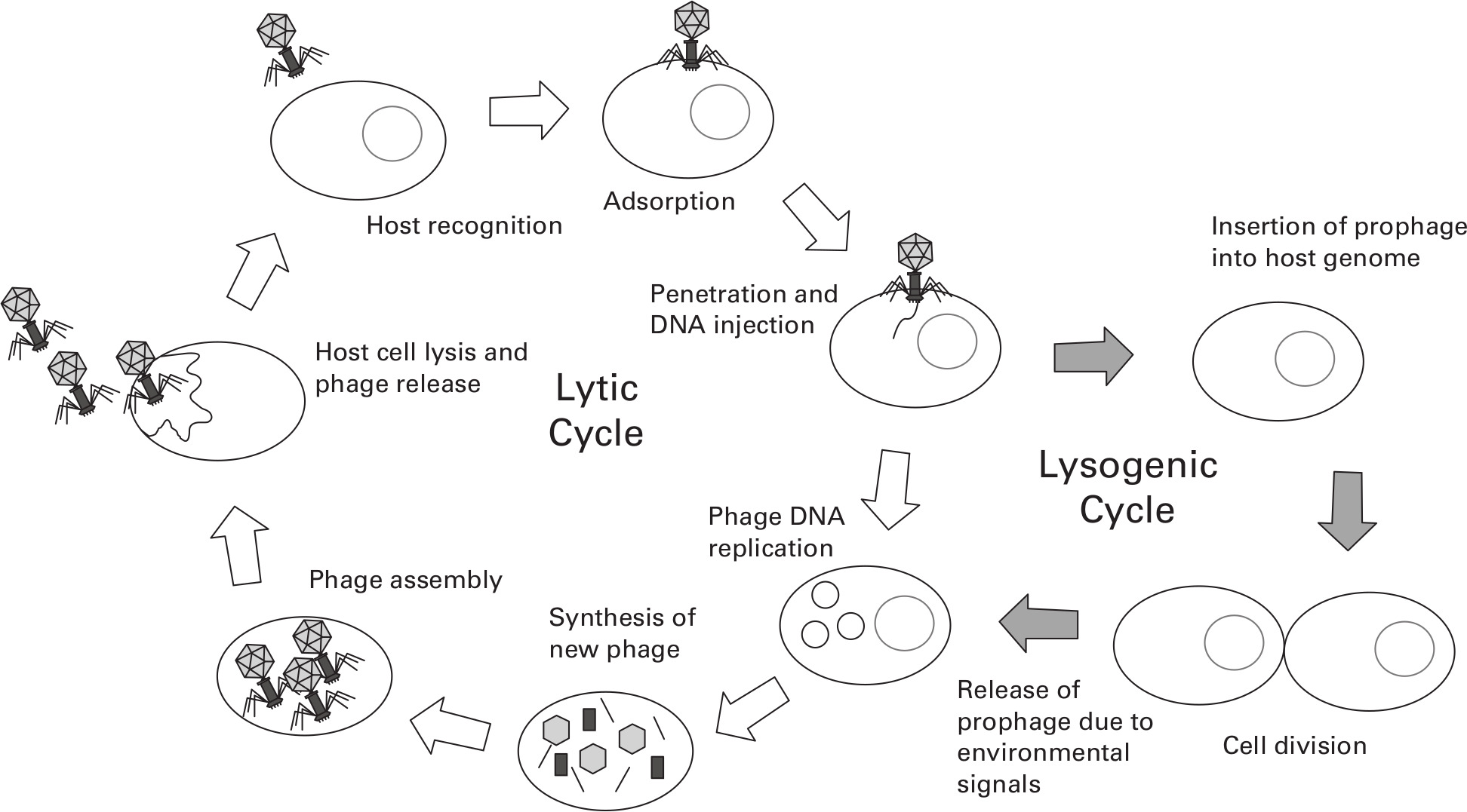Fig. 1 
            The phage life cycle. Lytic phages proceed through the lytic cycle, in which the host is lysed and progeny phages are released into the environment. Temperate phages can go through the lytic or the lysogenic cycle. In the lysogenic cycle, the phage genome is incorporated into the host genome (prophage) but can be induced by environmental stressors, leading to the expression of phage DNA and the lytic cycle. Adapted from Doss et al.16
          