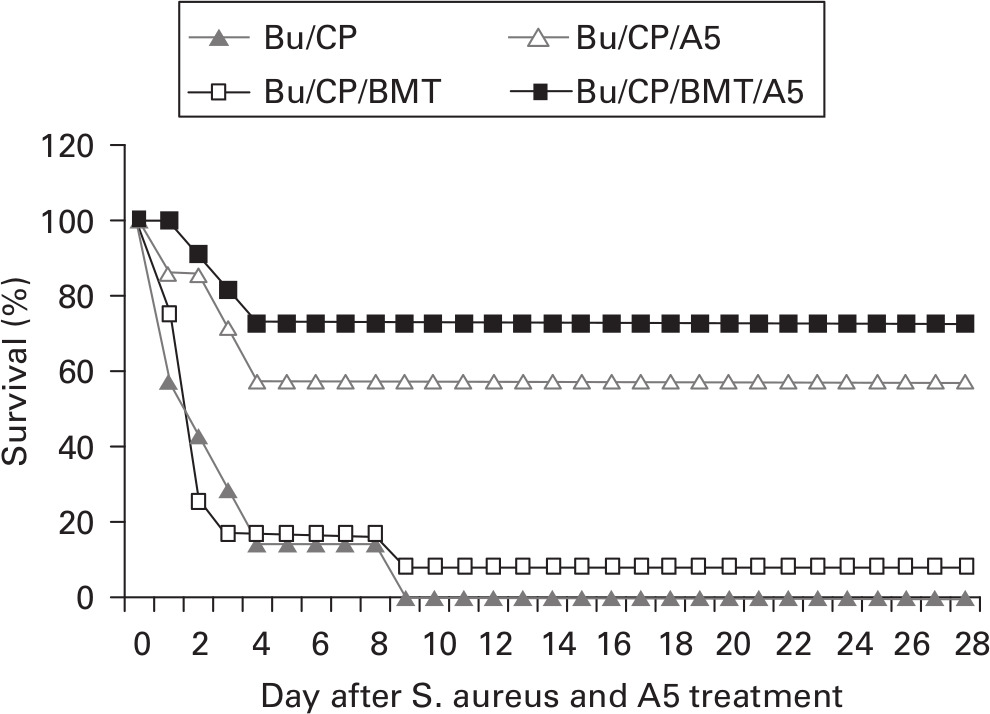 Fig. 3 
            Effects of A5 phages on survival of Bu/CP- and Bu/CP/BMT-treated and Staphylococcus aureus-infected mice. Mice were infected with a lethal dose (1 × 109 colony-forming units/mouse) of S. aureus and monitored for survival for 28 days. There were 20 mice in each group. Adapted from Zimecki et al.25
          