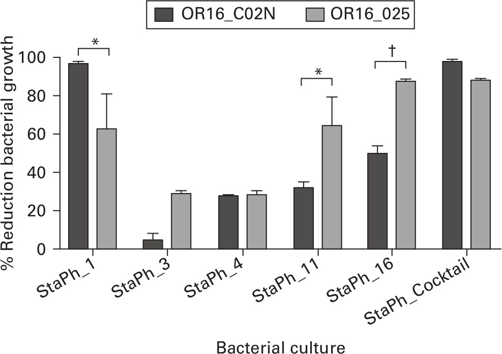 Fig. 4 
            Inhibition of bacterial growth by phages. Percentage reduction in the eight-hour growth of Staphylococcus aureus strains, ORI16_C02N, and ORI16_025 when exposed to the phage types StaPh_1, StaPh_3, StaPh_4, StaPh_11, and StaPh_16 alone or combined as a StaPhage cocktail compared with untreated bacterial cultures. Adapted from Morris et al.27
          
