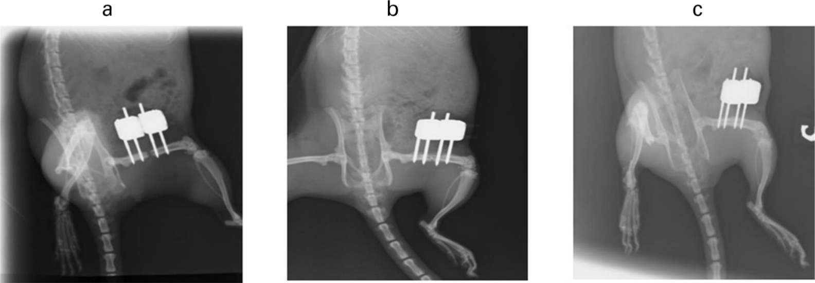 Fig. 4 
            Radiographs of a fracture site of a rat treated with a high dose combination therapy at: a) day 0; b) three weeks postoperatively; and c) five weeks postoperatively.
          