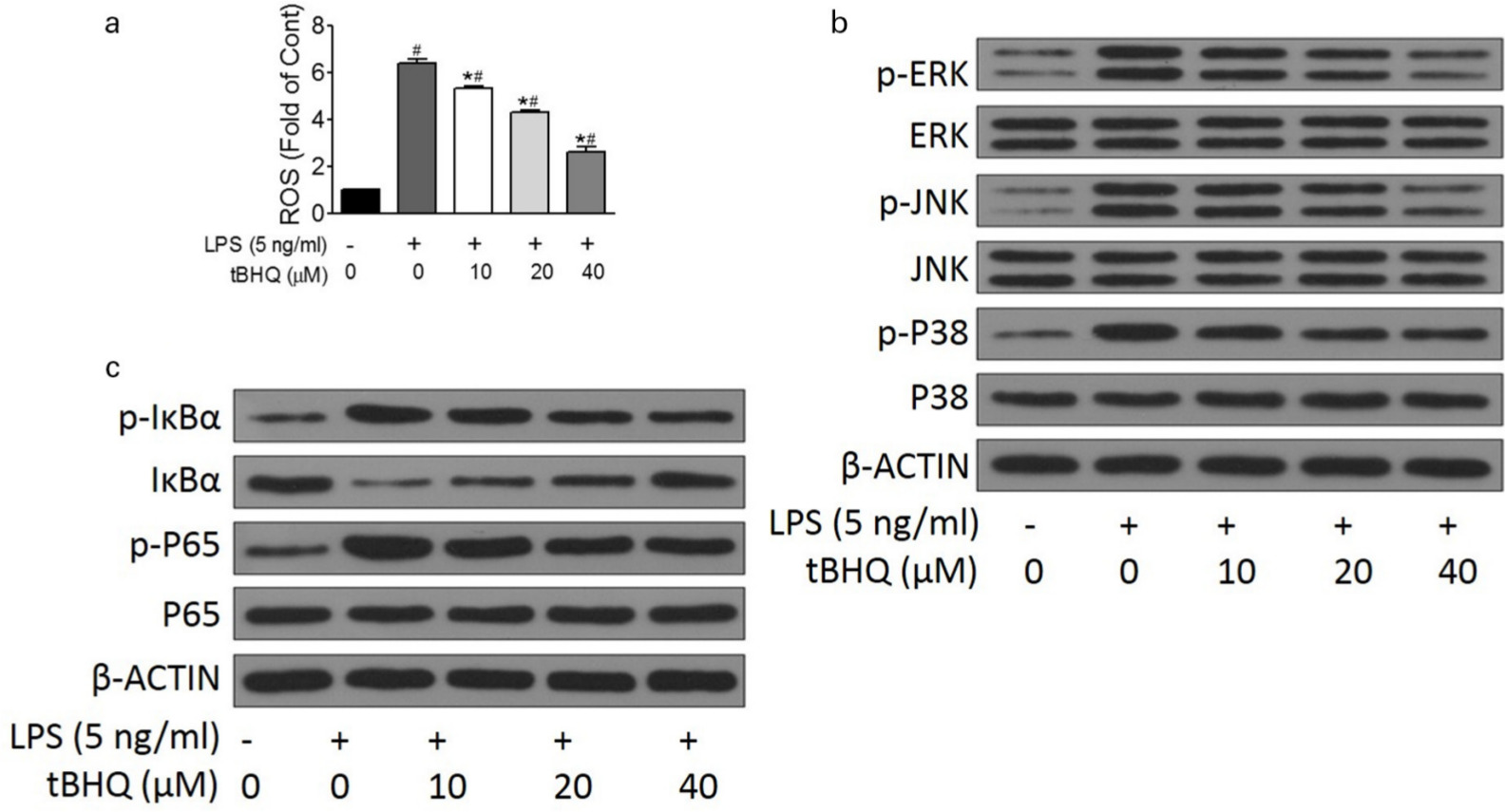Fig. 4 
            Tert-butylhydroquinone (tBHQ) inhibited LPS-induced activation of NF-κB and MAPK signalling pathways. Chondrocytes were treated with LPS (5 ng/ml) for 24 hours and then treated with different concentrations of tBHQ (10, 20, and 40 μM) for 12 hours. a) Reactive oxygen species (ROS) levels were detected by flow cytometry. b) The protein levels of p-ERK, ERK, p-JNK, JNK, p-P38, and P38 were detected by western blot. c) The protein levels of p-IκBα, IκBα, p-P65, and P65 were detected by western blot. Each experiment was repeated three times. Difference among multiple groups was explored by one-way analysis of variance followed by a post hoc test. *p < 0.05 vs 5 ng/ml LPS group, #p < 0.05 vs control group without LPS and tBHQ.
          