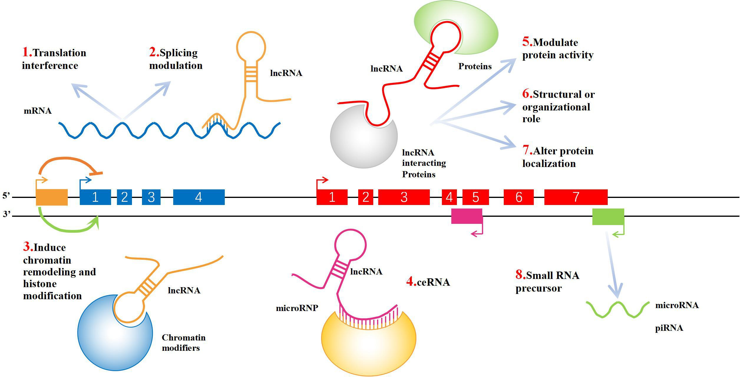 Fig. 1 
          Schematic diagram of long non-coding RNA (lncRNA) function. 1) LncRNA can be transcribed with the upstream promoter region of a protein-coding gene to interfere with the expression of downstream genes. 2) LncRNA can form complementary double strands with the transcript of a protein-coding gene, interfering with the splicing of messenger RNA (mRNA) and forming different forms of splicing. 3) LncRNA can mediate chromatin remodelling and histone modification, affecting the expression of downstream genes. 4) LncRNA has microRNA (miRNA) action sites, which can be competitively combined with miRNA. RNAs that act this way are known as miRNA sponges (competitive endogenous RNAs (ceRNAs)). 5) In combination with specific proteins, lncRNA transcripts can regulate the activity of corresponding proteins. 6) As a structural component, it forms a nucleic acid–protein complex with protein. 7) LncRNA can bind to a specific protein, changing its cellular location. 8) LncRNA can form the precursor molecule of small RNAs (such as miRNA, PIWI-interacting RNA (piRNA)).
        