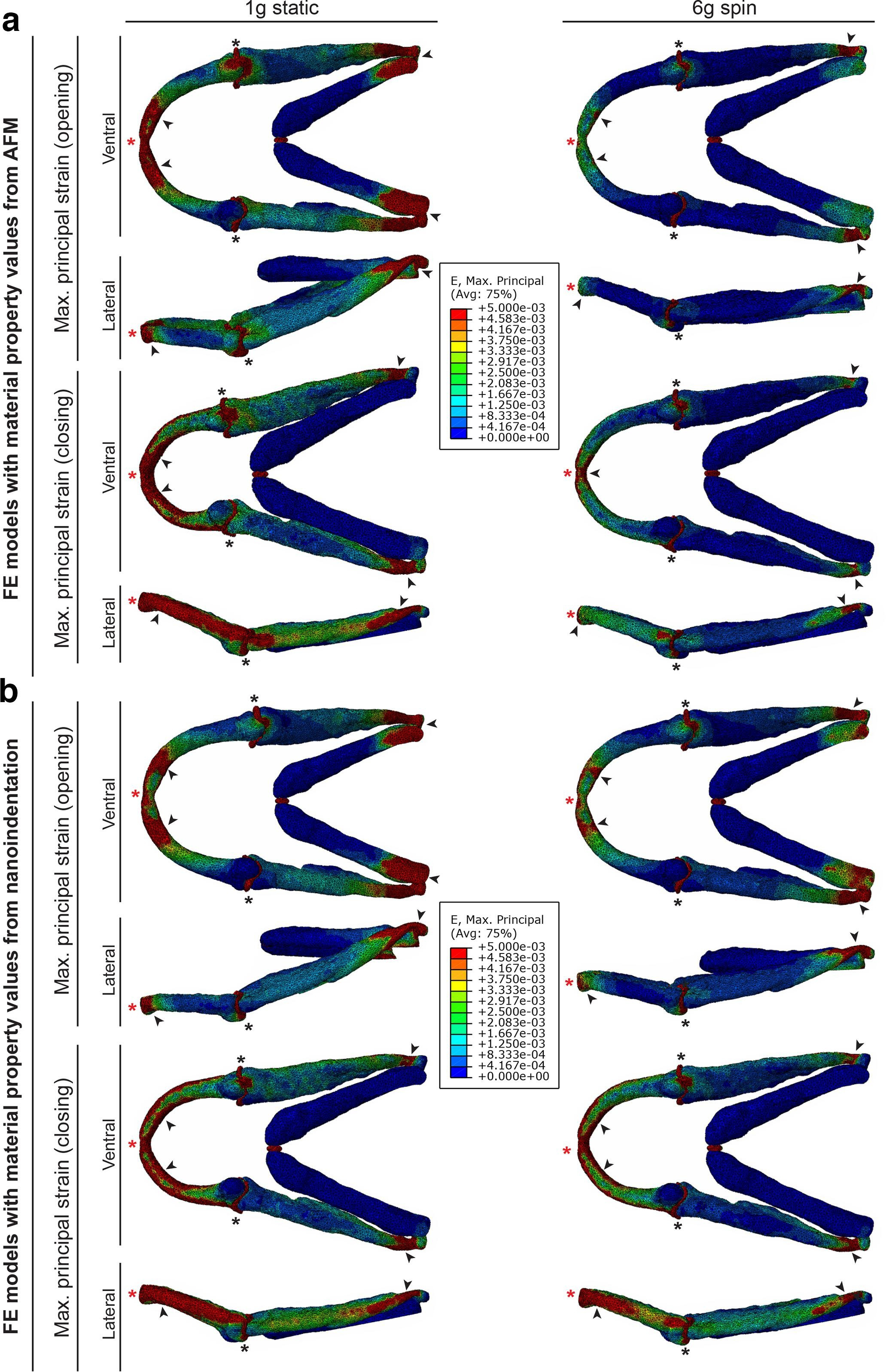 Fig. 3 
            Altered extracellular matrix (ECM) characteristics could result from altered strain distribution in the lower jaw following hypergravity exposure. a) Finite element (FE) models of maximum principal strain incorporating relative material property values from atomic force microscopy (AFM) in 1 g static and 6 g spin zebrafish. b) FE models of maximum principal strain incorporating relative material property values from nanoindentation in 1 g static and 6 g spin zebrafish. Black arrowheads = areas of high strain; black asterisks = jaw joints; red asterisks = Meckel’s symphysis. Ventral and lateral views shown for opening and closing steps in both gravity conditions.
          