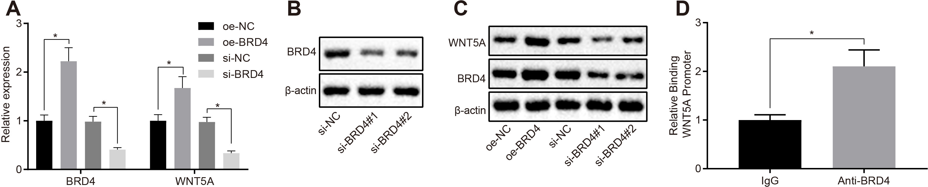 Fig. 3 
            Bromodomain-containing protein 4 (BRD4) promoted the expression of Wnt family member 5A (WNT5A) via binding to the promoter of WNT5A. a) Quantitative reverse transcription polymerase chain reaction (RT-qPCR) was used to detect the messenger RNA (mRNA) expression of BRD4 and WNT5A in dorsal root ganglia (DRG) cells transfected with oe-NC, oe-BRD4, silencing (si)-NC, or si-BRD4. b) Western blot analysis was used to detect the knock-down efficiency of si-BRD4. c) Western blot analysis was used to detect the protein expression of BRD4 and WNT5A in DRG cells transfected with different groups of plasmids. d) Chromatin immunoprecipitation was used to verify the binding site of BRD4 and WNT5A. *p < 0.05 versus the control. Measurement data were expressed as means and SDs. The independent-samples t-test was used to compare the data between two groups. Data comparison among multiple groups was analyzed by one-way analysis of variance (ANOVA), followed by Tukey’s post hoc test. Results were representative of three individual experiments. IgG, immunoglobin G.
          