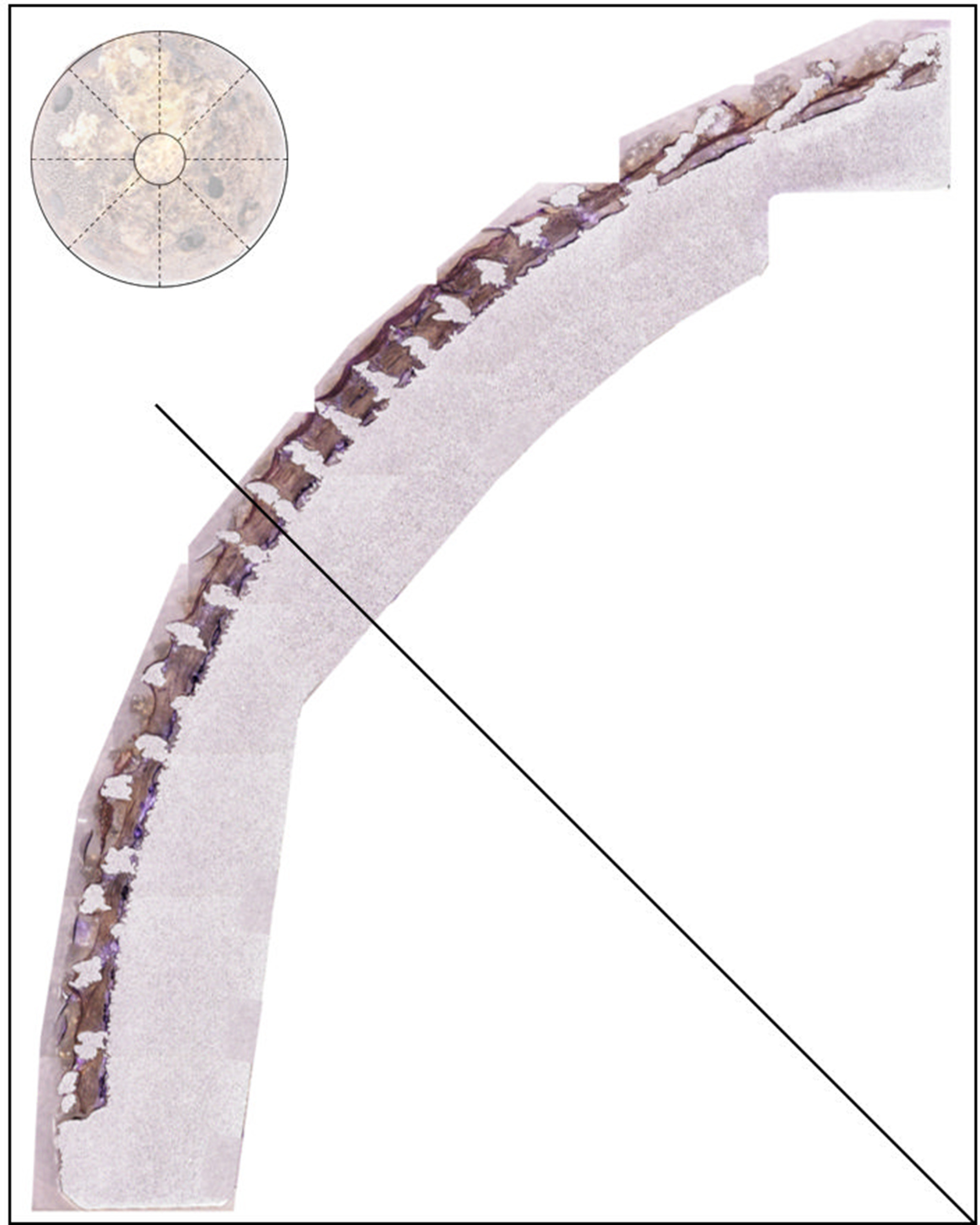 Fig. 3 
            Image showing the schematic location of the eight sections obtained from an implant, and a representative section (the eight images were stitched together) with the line separating the pole (top right) and the equator (bottom left) regions (staining: Toluidine Blue, Paragon; magnification 50×).
          