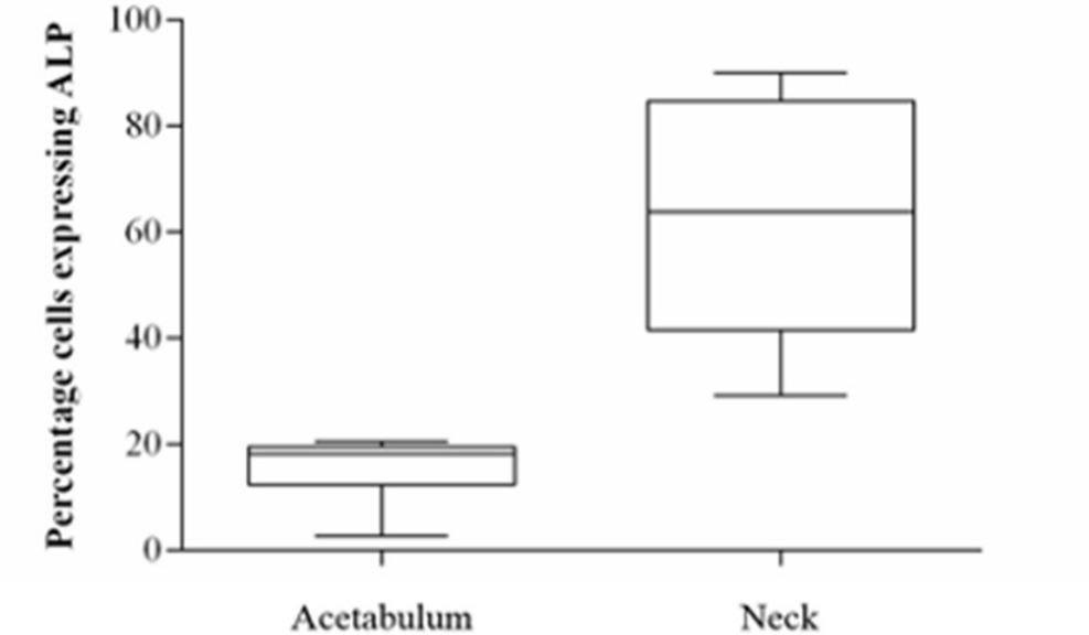 Fig. 5 
            Box plot diagram of alkaline phosphatase expression on day 1 post-seeding of human osteoblasts from the acetabulum and femoral neck. Median and 25% and 75% quartiles are shown.
          