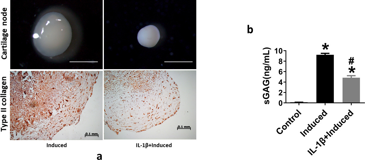 Fig. 1 
            a) Interleukin (IL)-1β inhibits chondrogenic differentiation of synovium-derived mesenchymal stem cells (SMSCs). Stereoscopic microscopy reveals the morphology and size of cartilage pellets after SMSCs underwent chondrogenic differentiation with or without 10 ng/ml IL-1β treatment. Scale bar = 1 mm. Immunohistochemical staining of type II collagen in cartilage pellet sections. Scale bar = 100 μm. b) Soluble sulphated glycosaminoglycan (sGAG) in the culture supernatant, as determined by enzyme-linked immunosorbent assay. *p < 0.05 compared to the control group. #p < 0.05 compared to the chondrogenic-induced group. One-way analysis of variance was used to determine the p-values. Least-Significant Difference (LSD) test was used to analyze data with homogeneous variances, and Games-Howell test was used for data with non-homogeneous variances.
          