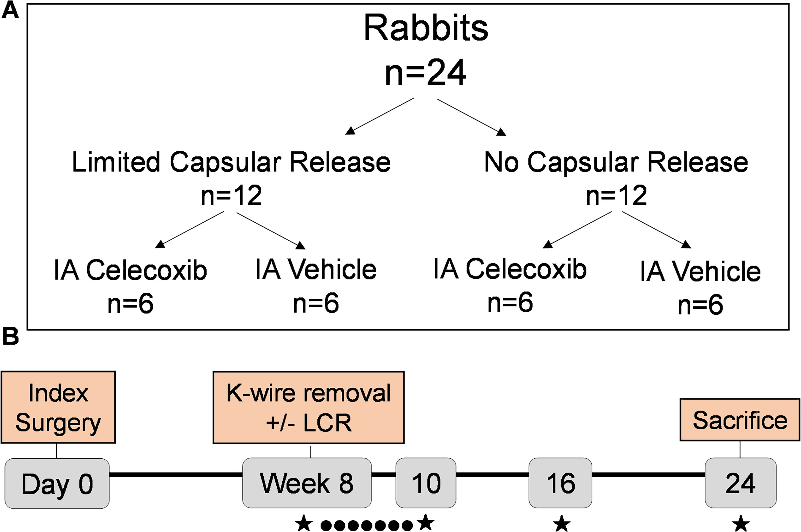 Fig. 1 
            Experimental design: a) 24 rabbits were divided into four groups in order to test effects of limited capsular release (LCR) and intra-articular (IA) celecoxib, both separately and together. b) Over the course of the experiment, contractures were treated every day for two weeks with IA injections of celecoxib or vehicle (●) and assessed (★) at weeks 8, 10, 16, and 24 for passive extension angle. After sacrifice (24 weeks), capsular stiffness was evaluated. K-wire, Kirschner wire.
          