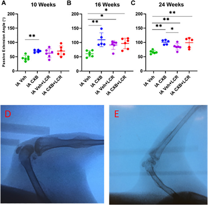 Fig. 2 
            Intra-articular (IA) celecoxib (CXB) injection increases the passive extension angle (PEA). PEAs were measured fluoroscopically on anaesthetized rabbits (d) and (e) at week 10 (a), week 16 (b), and week 24 (c). The graphs depict mean PEA and standard deviation (n = 5 to 6 for each group), with each data point representing one animal. When applicable, significance is noted with a standard asterisk convention (*p ≤ 0.05, **p ≤ 0.01, Mann-Whitney U test). LCR, limited capsular release. Veh, vehicle.
          