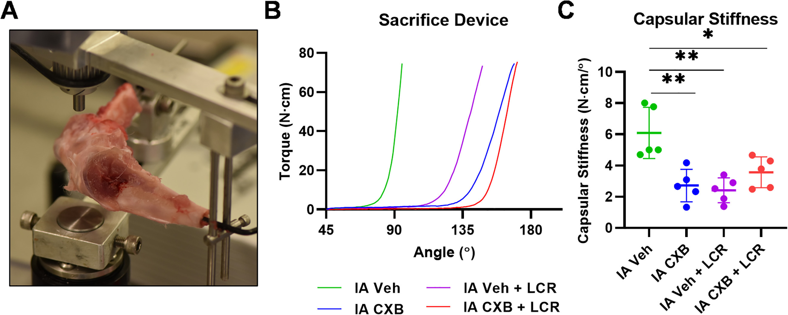 Fig. 3 
            Intra-articular (IA) celecoxib (CXB) injection reduces capsular stiffness. a) Capsular stiffness measurements were obtained from disarticulated rabbit limbs on a dynamic load cell device after sacrifice at 24 weeks. b) Mean curves generated by the dynamic load cell sacrifice device for each treatment group. c) Capsular stiffness data defined as the slope of a tangential line to the curves shown in panel B. The graphs depict mean capsular stiffness and standard deviation (n = 5 to 6 for each group), with each data point representing one animal. When applicable, significance is noted with a standard asterisk convention (*p ≤ 0.05, **p ≤ 0.01, Mann-Whitney U test). LCR, limited capsular release; Veh, vehicle.
          