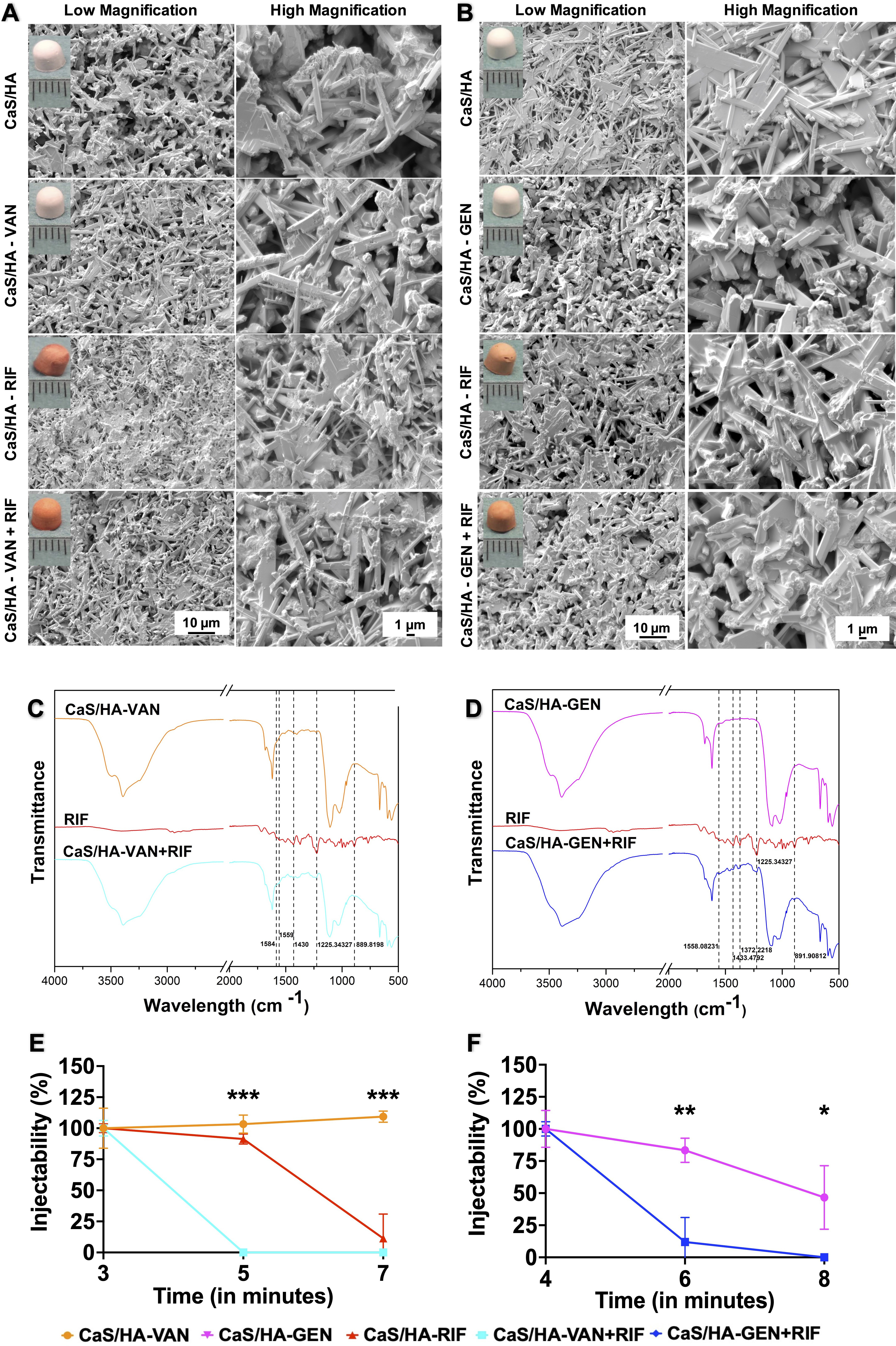 Fig. 1 
            Morphological and physiochemical characterization of calcium sulphate/hydroxyapatite-vancomycin/gentamicin (CaS/HA-VAN/GEN) with or without rifamipicin (RIF). a) and b) Scanning electron microscopy (SEM) images showing surface characteristics and pore distribution of CaS/HA-VAN/GEN pellets with or without RIF. Hemispherical pellets casted using an elastic mould of 4.8 mm diameter are shown in inset of a) and b). c) and d) Fourier transform infrared spectroscopy (FTIR) spectra from: c) CaS/HA-VAN, pure RIF, or CaS/HA-VAN + RIF; and d) CaS/HA-GEN, pure RIF, or CaS/HA-GEN + RIF. e) and f) Injectability of tested CaS/HA-VAN/GEN composites with or without RIF. An independent-samples t-test was used to compare the injectability of CaS/HA having VAN/GEN alone or in combination with RIF. *p < 0.05, **p < 0.01, ***p < 0.001.
          