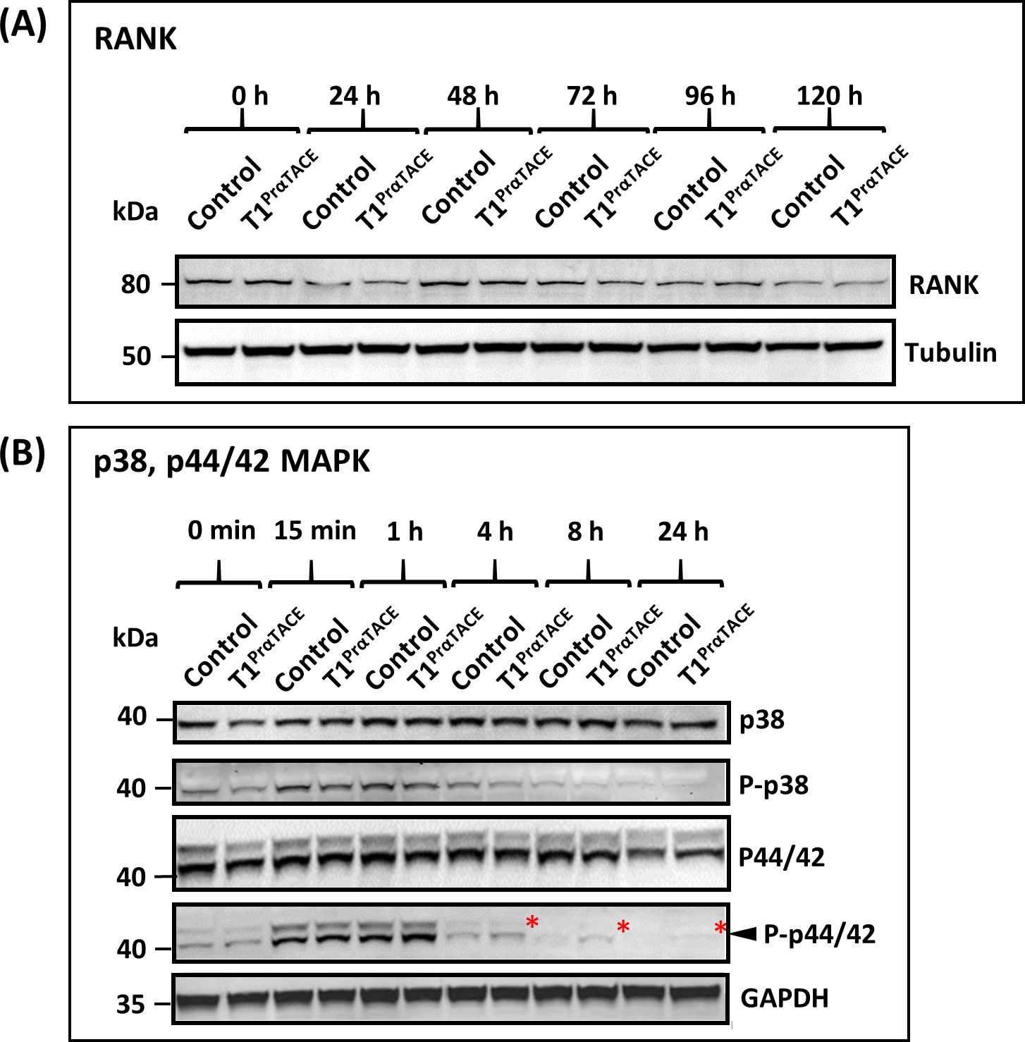 Fig. 8 
            Selective and sustained activation of p44/42 mitogen-activated protein kinase (MAPK) in T1PrαTACE cells in response to receptor activator of nuclear factor kappa-Β ligand (RANKL) induction. a) T1PrαTACE had a negligible effect on the protein expression of RANK throughout the process of osteoclastogenesis. b) Selective and sustained activation of p44/42 MAPK in T1PrαTACE cells. Note the residual expression of phosphorylated p44/42 (highlighted by asterisk *), but not p38 MAPK, in T1PrαTACE cells even after 24 hours of induction. P-p38 and P-p44/42 denote the phosphorylated forms of p38 and p44/42 MAPKs, respectively.
          