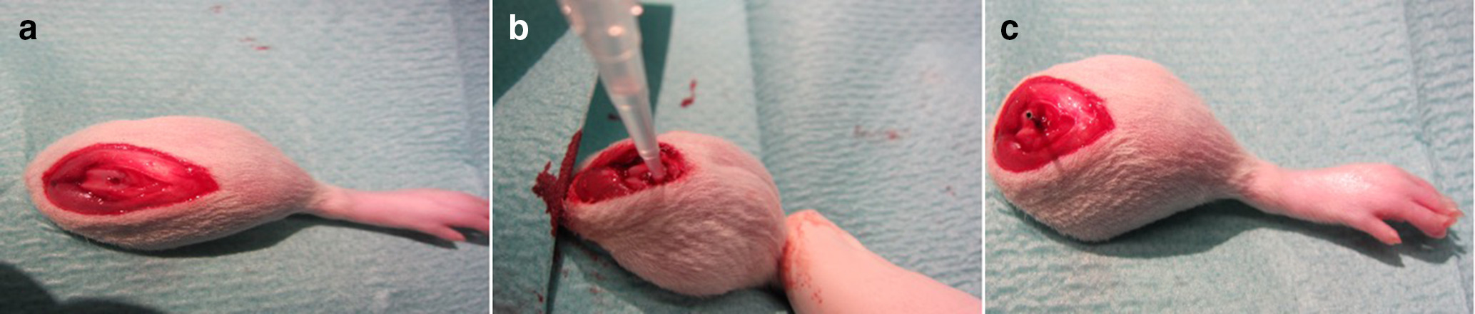 Fig. 1 
          a) Drill hole in distal femur. b) Methicillin-resistant Staphylococcus aureus injection into drilled femur. c) Implanted sterile steel implants into rat femur.
        