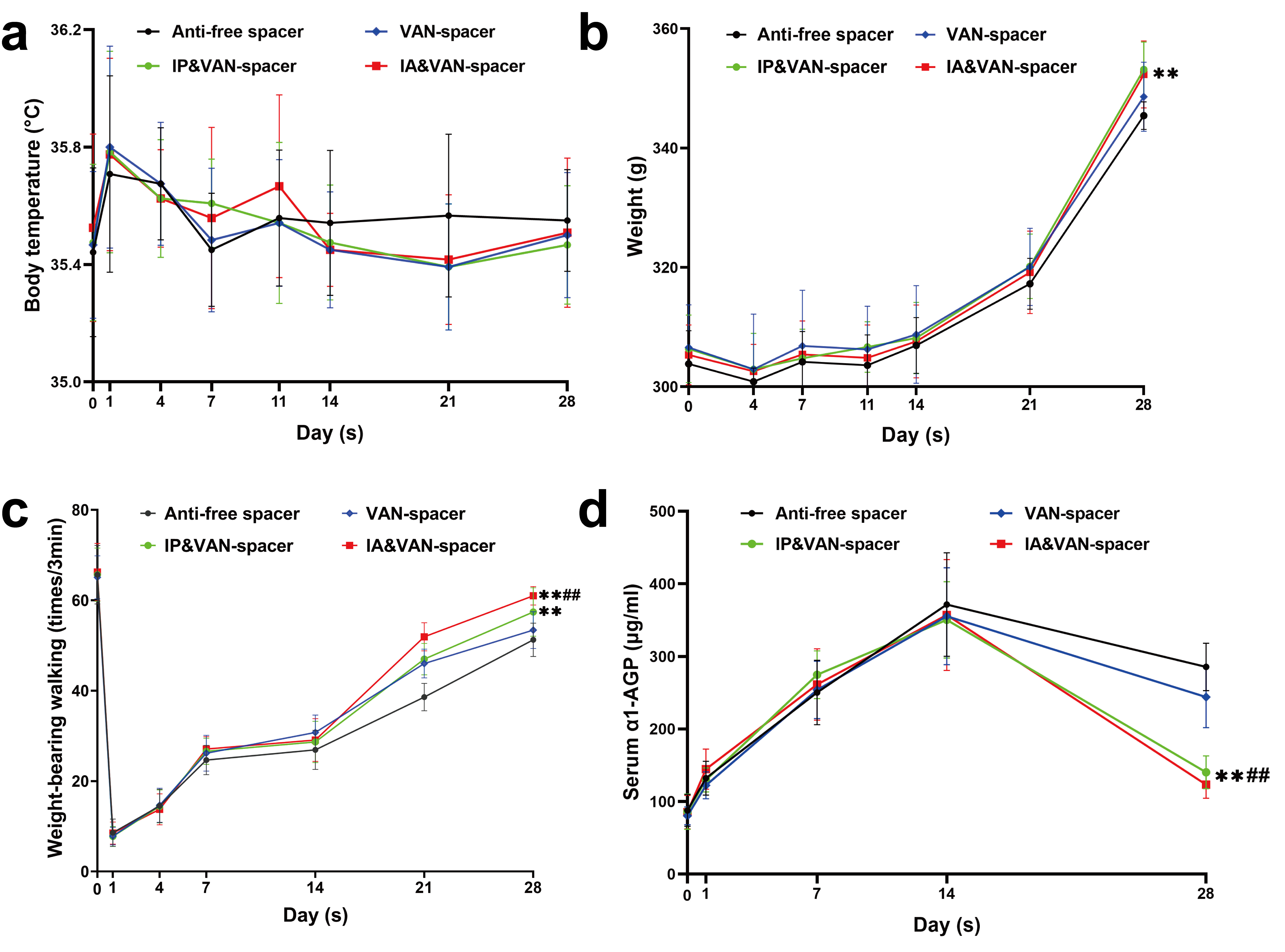 Fig. 2 
            Changes in the general status and serum inflammatory markers of rats from different treatment groups throughout the experiment. a) Changes in body temperature of rats were detected from four treatment groups throughout the experiment (within 28 days). An electronic animal thermometer and infrared thermometer were used to measure the anal and rectal temperatures of rats preoperatively (day 0) and on postoperative days 1, 4, 7, 11, 14, 21, and 28. n = 13. b) The body weights of rats in each group were recorded using an electronic scale preoperatively (day 0) and on postoperative days 4, 7, 11, 14, 21, and 28; n = 13. c) Changes in weightbearing activities for the right knee of rats were observed via their daytime weightbearing activities, which were monitored in a large carton using video software on an iPhone 10 (Apple, USA). The weightbearing incidences, when the right foot made contact with the ground during a three-minute period were recorded and analyzed preoperatively (day 0) and on postoperative days 1, 4, 7, 14, 21, and 28; n = 6. d) Changes in serum alpha-1-acid glycoprotein (α1-AGP) levels were detected in each treatment group throughout the experiment, measured on days 0, 1, 7, 14, and 28, n = 6. The four treatment groups were as follows: Control (antibiotic-free cement spacer); Van-Cement spacer (4 g vancomycin per 40 g cement powder); IP & Van-Cement spacer (4 g vancomycin per 40 g cement powder and intraperitoneal (IP) injection of vancomycin, 88 mg/kg, 1 ml, every 12 hours); IA & Van-Cement spacer (4 g vancomycin per 40 g cement powder and intra-articular (IA) injection of vancomycin, 44 mg/kg, 150 µl, once per day). The data in the figures represent the means and standard error of the means. Significance was evaluated using a two-way analysis of variance (ANOVA). **p < 0.01 (compared with Control group), ##p < 0.01 (compared with Van-spacer group).
          