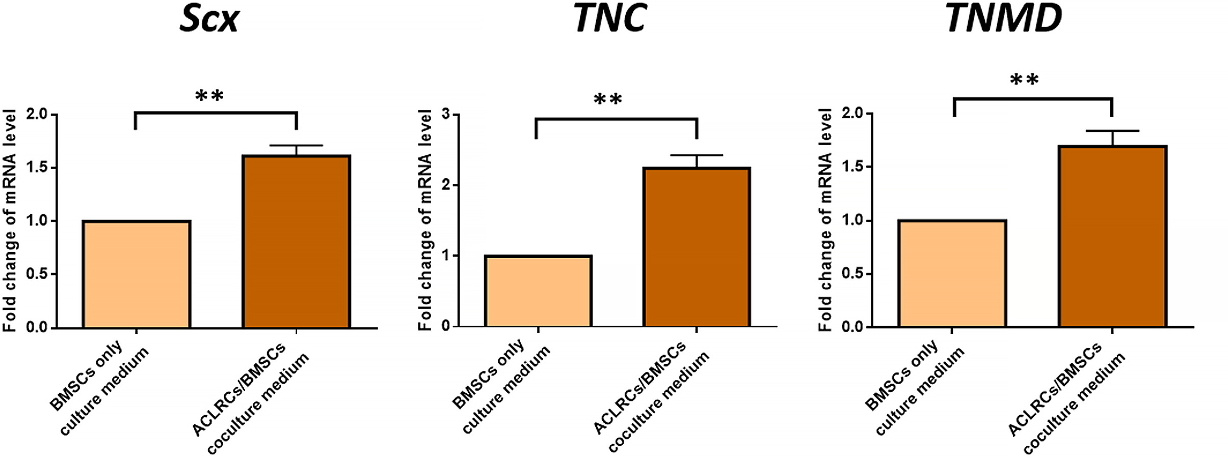 Fig. 7 
            Effects of anterior cruciate ligament remnant cells (ACLRCs)/bone marrow stromal cells (BMSCs) co-culture medium on hamstring tenocytes on the expression of tenogenesis genes (scleraxis (SCX), tenascin C (TNC), and tenomodulin (TNMD)). The hamstring tenocytes show significantly higher gene expression of tenogenic markers (SCX, TNC, TNMD) after co-culture medium (n = 6) treatment compared to that of BMSCs-only culture medium (n = 6). Data are indicated as mean (standard deviation) of triplicate measurements and analyzed with paired t-test. **p < 0.01. mRNA, messenger RNA.
          