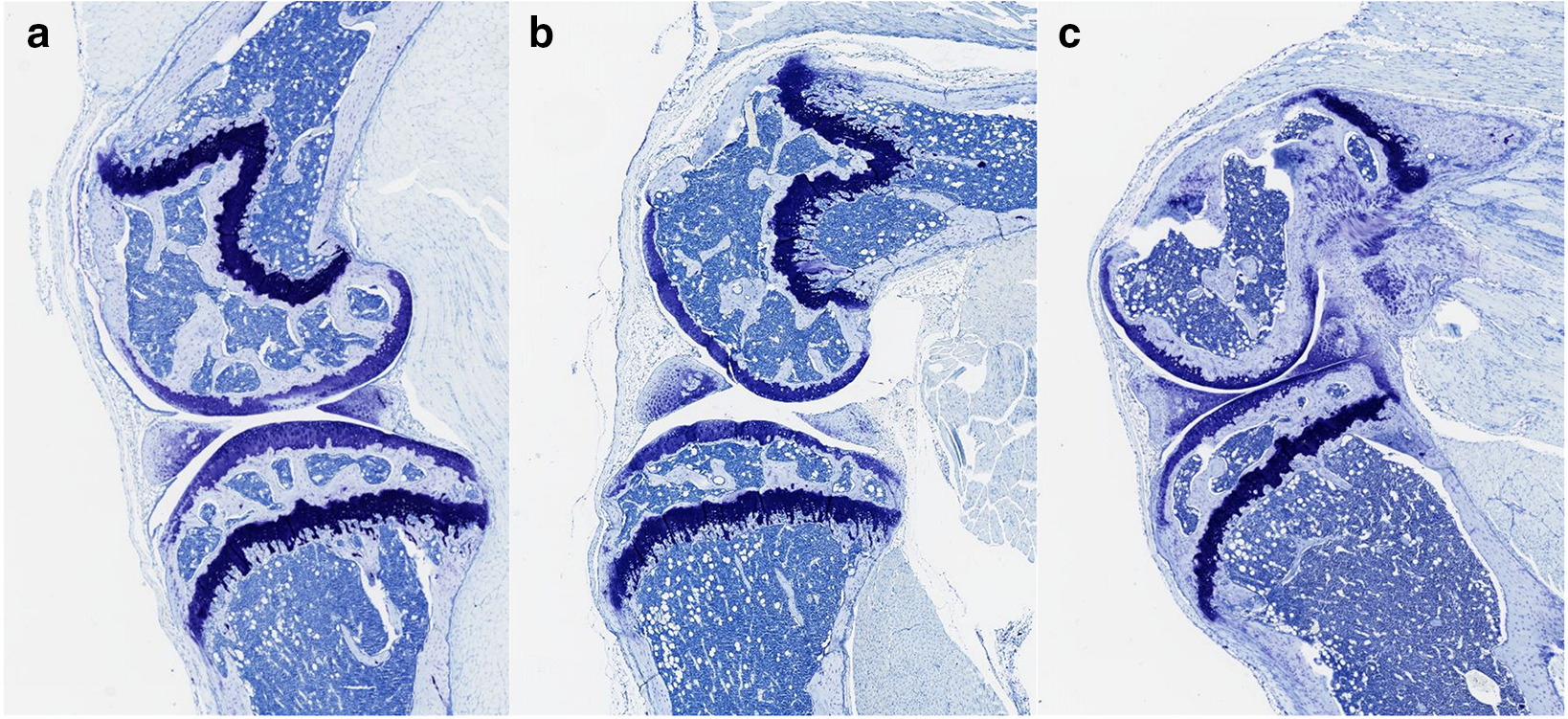 Fig. 9 
            No femoral and tibial osteoarthritic development in the novel mouse model shown using toluidine blue staining (20× magnification) between a) controls, and experimental knees at b) four weeks and c) eight weeks.
          