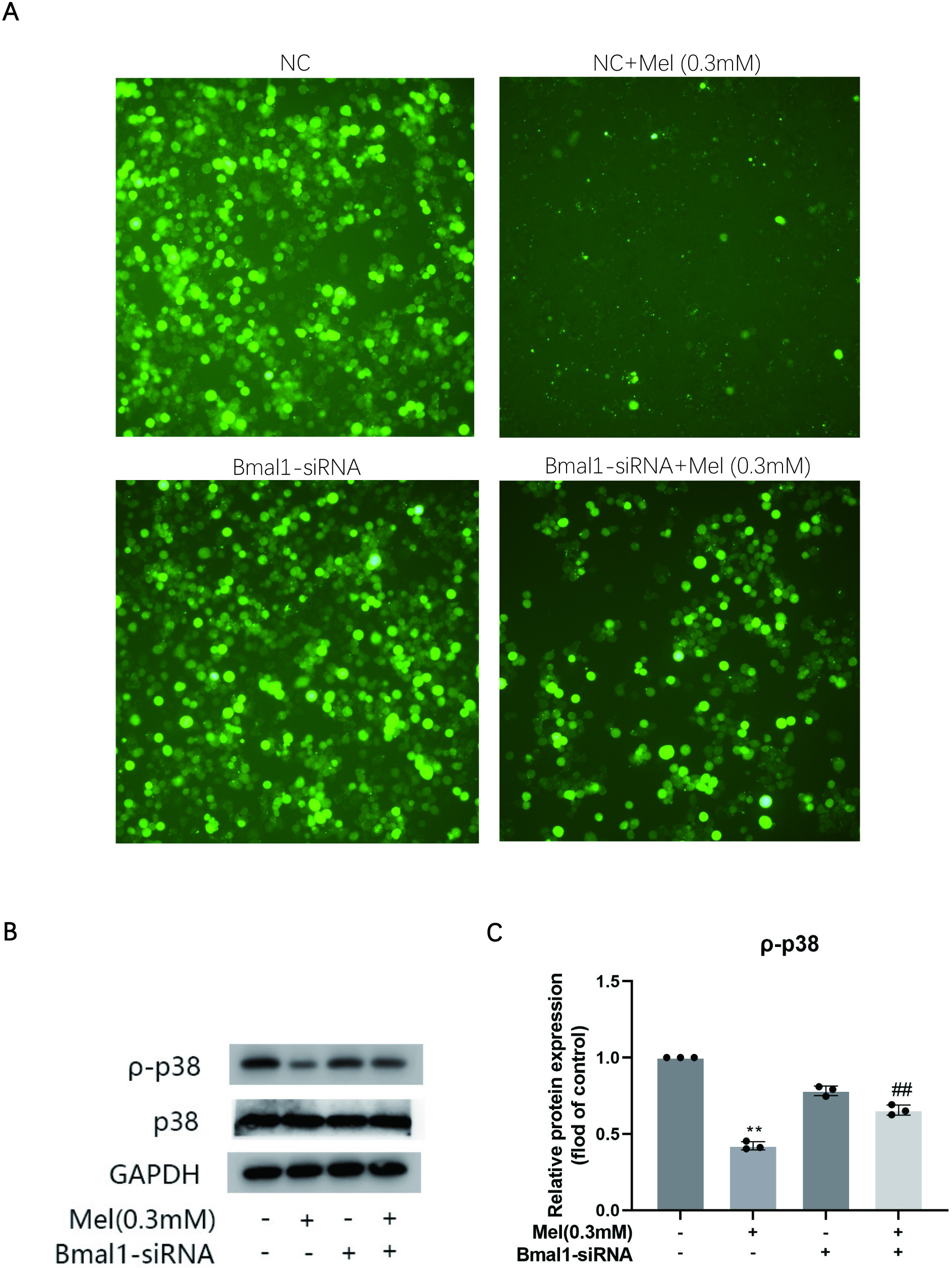 Fig. 3 
            Melatonin increased the expression of BMAL1 to inhibit the activation of reactive oxygen species (ROS) and phosphorylation of mitogen-activated protein kinase (MAPK)-p38. a) ROS were detected by a fluorescent probe after treatment with 0.3 mM melatonin or BMAL1-small interfering RNA (siRNA). b) Protein expression of phosphorylated p38, p38, and glyceraldehyde 3-phosphate dehydrogenase (GAPDH) indicated the effect of treatment with melatonin (0.3 mM) and BMAL1-siRNA. c) Relative protein expression levels of the proteins in b). Experiments were implemented in triplicate. Data are means and standard deviations, *p < 0.05, **p < 0.01 compared with control cells and #p < 0.05, ##p < 0.01 compared with melatonin (0.3 mM) applied alone analyzed by using one-way analysis of variance. Mel, melatonin.
          