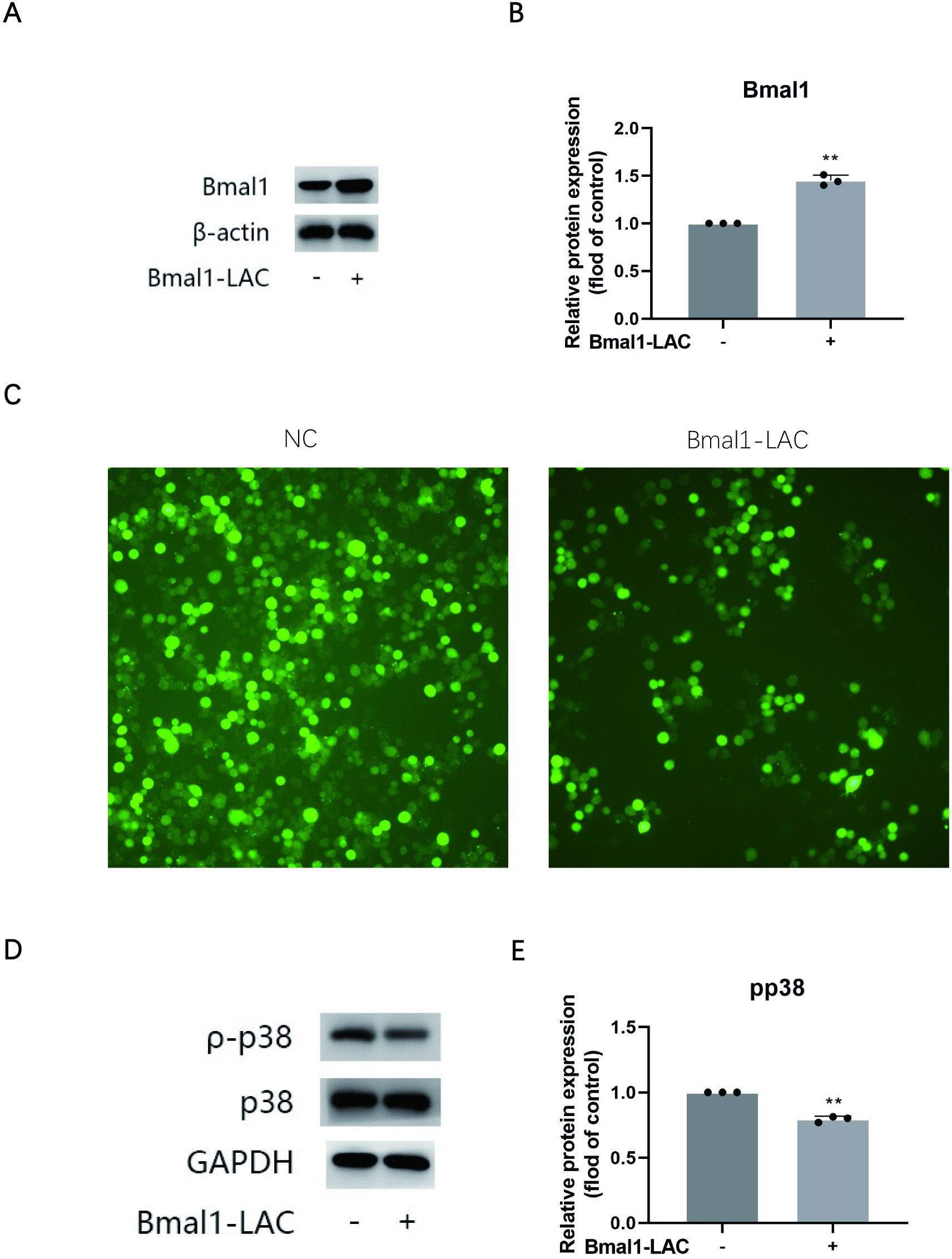 Fig. 7 
            BMAL1 attenuates the activation of reactive oxygen species (ROS) and phosphorylation of p38. a) Protein expression of BMAL1 and β-actin indicated the effect of BMAL1 lentiviral activation particles (BMAL1-LAC). b) Relative protein expression levels of the proteins in a). c) ROS were detected by a fluorescent probe after application with BMAL1-LAC. d) Protein expression of phosphorylated p38, p38, and glyceraldehyde 3-phosphate dehydrogenase (GAPDH) indicated the effect of application with BMAL1-LAC. e) Relative protein expression levels of the proteins in d). Experiments were implemented in triplicate. Data are means and standard deviations; *p < 0.05, **p < 0.01 compared with control cells analyzed by using one-way analysis of variance.
          