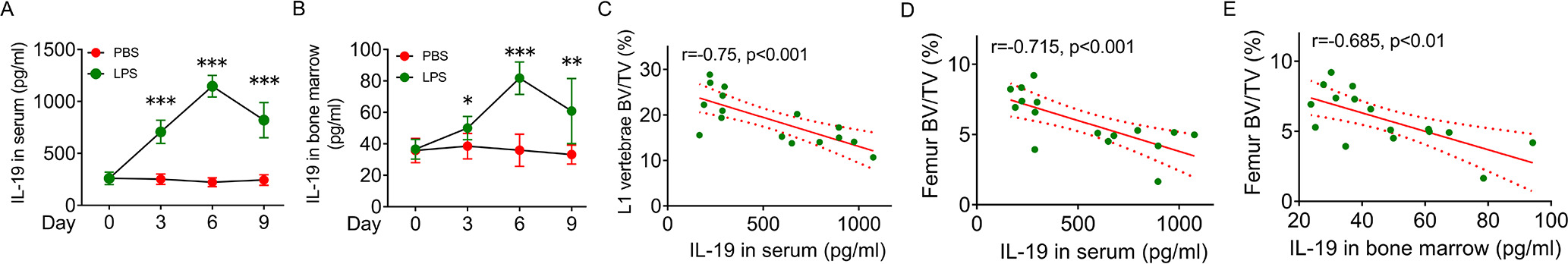 Fig. 2 
            The involvement of interleukin (IL)-19 accumulation in serum and bone marrow in trabecular bone loss. a) IL-19 levels in peripheral blood serum in lipopolysaccharide (LPS)-induced bone loss of mice on Day 0, 3, 6, and 9, determined by enzyme-linked immunosorbent assay (ELISA) (n = 8). b) IL-19 levels in femur bone marrow aspirates in LPS-induced bone loss of mice on Day 0, 3, 6, and 9, determined by ELISA (n = 8). c) and d) The correlation of IL-19 levels in serum with bone volume fraction (BV/TV) of c) L1 vertebrae and d) femur. e) The correlation of IL-19 levels in bone marrow aspirates with BV/TV of femur. Data are representative of three independent experiments. Data are shown as means and standard deviations. P-values were determined by two-way analysis of variance (ANOVA) followed by Tukey’s test (a, b) and Spearman correlation analyses (c, d, e). *p < 0.05, **p < 0.01, ***p < 0.001.
          