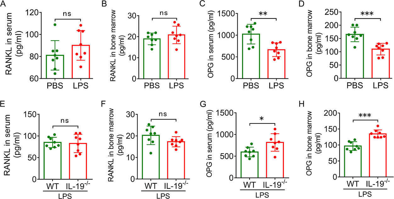 Fig. 4 
            
              Interleukin (IL)-19 suppresses osteoprotegerin (OPG) production in lipopolysaccharide (LPS)-induced bone loss of mice. Receptor activator of nuclear factor-κB ligand (RANKL) levels in a) peripheral blood serum and b) bone marrow aspirates in LPS-induced bone loss of mice, determined by enzyme-linked immunosorbent assay (ELISA) (n = 8). OPG levels in c) peripheral blood serum and d) bone marrow aspirates in LPS-induced bone loss of mice, determined by ELISA (n = 8). RANKL levels in e) peripheral blood serum and f) bone marrow aspirates in LPS-induced bone loss of IL-19-/- mice, determined by ELISA (n = 8). OPG levels in g) peripheral blood serum and h) bone marrow aspirates in LPS-induced bone loss of IL-19-/- mice, determined by ELISA (n = 8). Data are representative of three independent experiments, and shown as means and standard deviations. P-values were determined by independent-samples t-test (c, d, g, h). *p < 0.05, **p < 0.01, ***p < 0.001. ns, no significance.
          