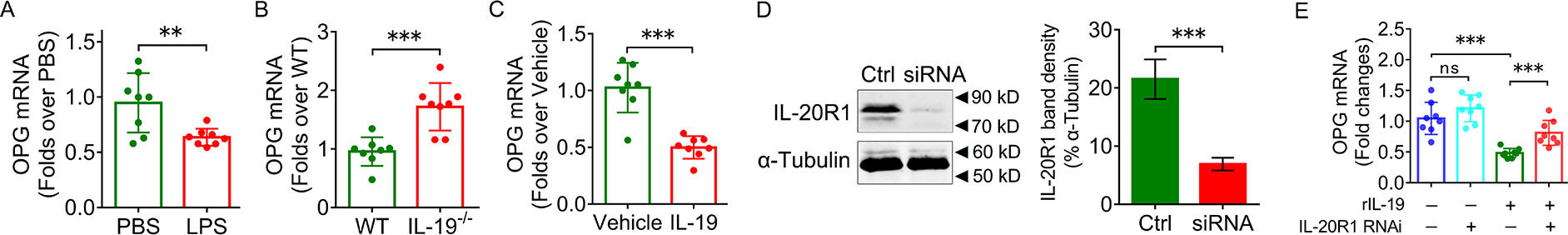 Fig. 5 
            
              Interleukin (IL)-19 suppresses osteoprotegerin (OPG) expression in bone mesenchymal stem cells (BMSCs). a) OPG messenger RNA (mRNA) expression of BMSCs in lipopolysaccharide (LPS)-induced bone loss of mice, determined by quantitative real-time polymerase chain reaction (RT-qPCR) (n = 8). b) OPG mRNA expression of BMSCs in LPS-induced bone loss of IL-19-/- mice, determined by RT-qPCR (n = 8). c) OPG mRNA expression in in vitro primary BMSCs culture in response to 100 ng/ml recombinant IL-19 treatment for 48 hours, determined by RT-qPCR (n = 8). d) Lentivirus-mediated stable knockdown of IL-20R1 in in vitro BMSCs culture, determined by western blot. e) OPG mRNA expression in in vitro primary BMSCs culture in response to IL-20R1 knockdown and/or 100 ng/ml recombinant IL-19 treatment for 48 hours, determined by RT-qPCR (n = 8). α-tubulin was used as loading control in RT-qPCR and western blot. Data are representative of three independent experiments, and shown as means and standard deviations. P-values were determined by independent-samples t-test (a, b, c, d) and one-way analysis of variance (ANOVA) followed by Tukey’s test (e). **p < 0.01, ***p < 0.001. Ctrl, control; ns, no significance; rIL-19, recombinant IL-19; RNAi, RNA interference; siRNA, small interfering RNA; WT, wild-type.
          