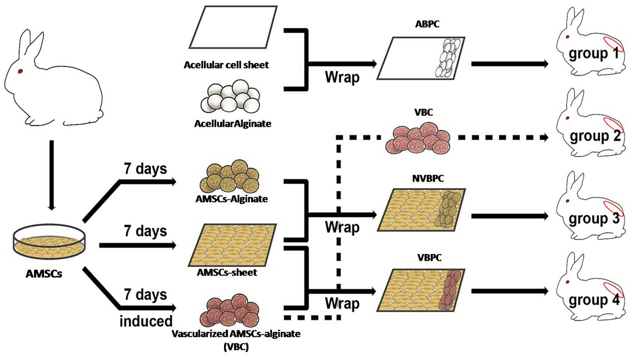 Fig. 1 
            Schematic diagram of the experimental designs and bone graft materials of a rabbit posterolateral spinal fusion model. ABPC, acellular bone construct wrapped with cell sheet (n = 6) as a control group; AMSCs, adipose-derived mesenchymal stem cells; NVBPC, non-vascularized bone-periosteum construct; VBC, vascularized bone construct; VBPC, vascularized bone-periosteum construct.
          