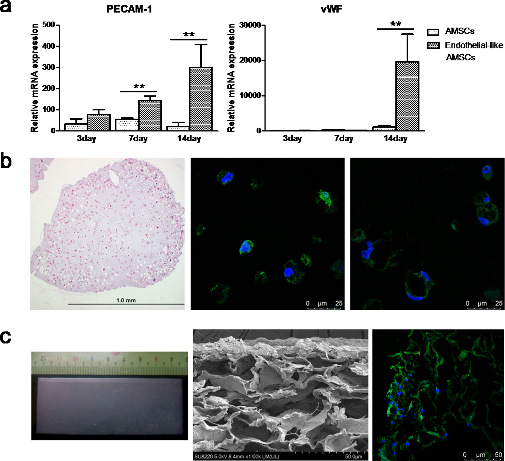 Fig. 4 
            Differentiation of adipose-derived mesenchymal stem cells (AMSCs) into endothelial-like cells in alginate beads and AMSCs seeded in collagen/chitosan sheet. a) Platelet endothelial cell adhesion molecule-1 (PECAM-1) and vWF messenger RNA (mRNA) expression showed notable upregulation after endothelial differentiation and increased sequentially by cultivation duration, especially at day 14. b) Haematoxylin & eosin staining of alginate beads seeded with epithelial-differentiated AMSCs after 14 days’ induction. The immunofluorescent staining of PECAM-1 and vWF expression confirmed the capability of angiogenesis. c) Gross appearance, scanning electron microscopy, and fluorescent confocal analyses of the cell seeded collagen/chitosan sheet. **p < 0.001.
          