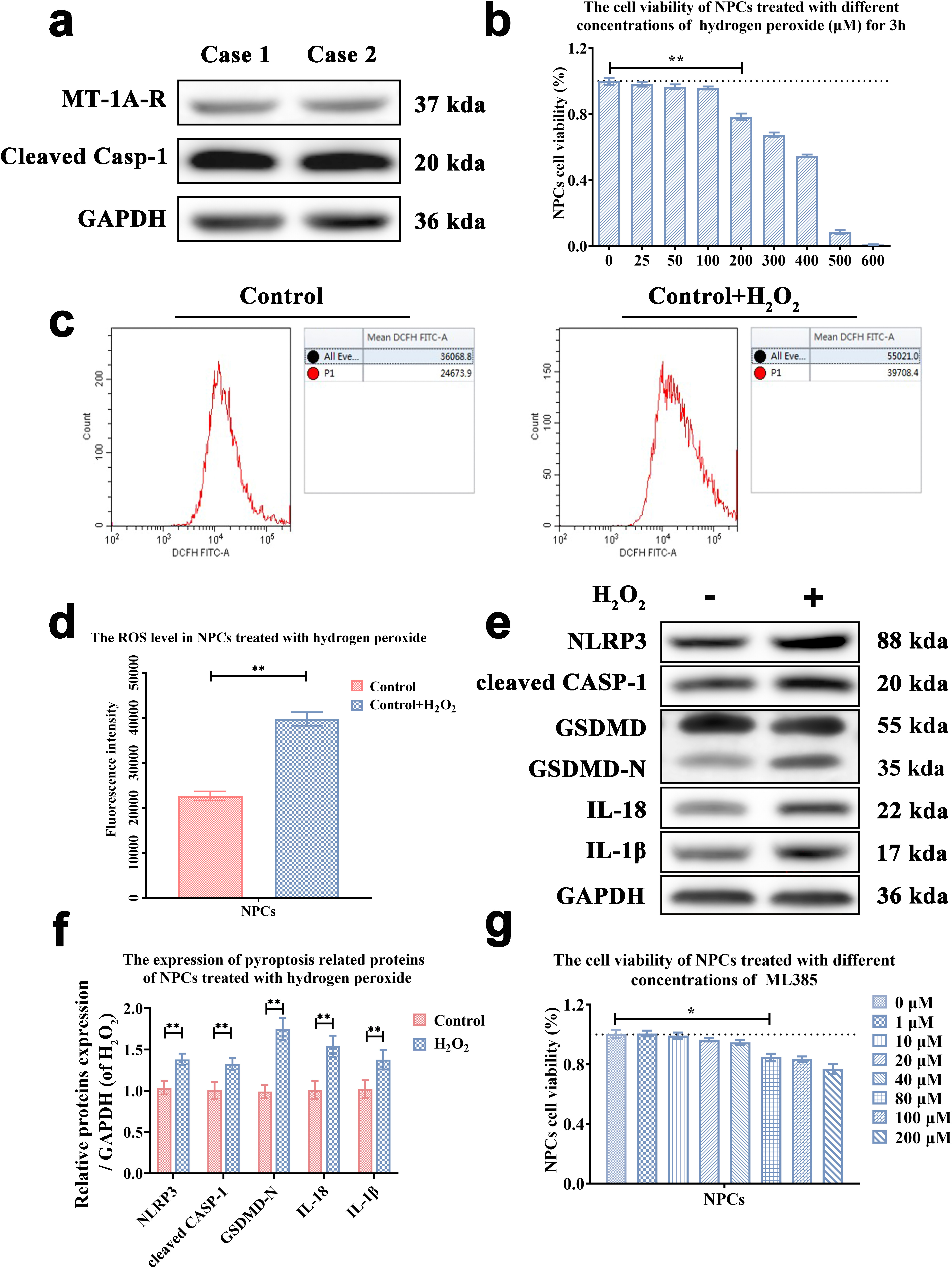 Fig. 2 
            Detection of pyroptosis-related proteins in human nucleus pulposus cells (NPCs). a) The expression of melatonin receptor type 1A (MT-1A-R) and cleaved caspase-1 (CASP-1) of NPCs was detected by Western blot. b) The influence of hydrogen peroxide with different concentrations on NPC viability was detected by the cell counting kit-8 test. c) The intracellular reactive oxygen species (ROS) levels of NPCs were detected by flow cytometry through DCFH-DA staining. The P1 value represents the fluorescence intensity of each 1×104 NPCs. d) The comparison of the fluorescence intensity of NPCs treated with and without hydrogen peroxide. e) The expression of pyroptosis-related protein NLRP3, cleaved CASP-1, N-terminal fragment of gasdermin D (GSDMD-N), interleukin (IL)-18, and IL-1β expressed in NPCs with and without treatment of hydrogen peroxide (200 μM for three hours) was detected by Western blot. f) The panel showed the gray histogram of the Western blot band in Figure 2e. g) The influence of ML385 with different concentrations on cell viability of NPCs. *p＜0.05, **p < 0.01. GAPDH, glyceraldehyde 3-phosphate dehydrogenase.
          