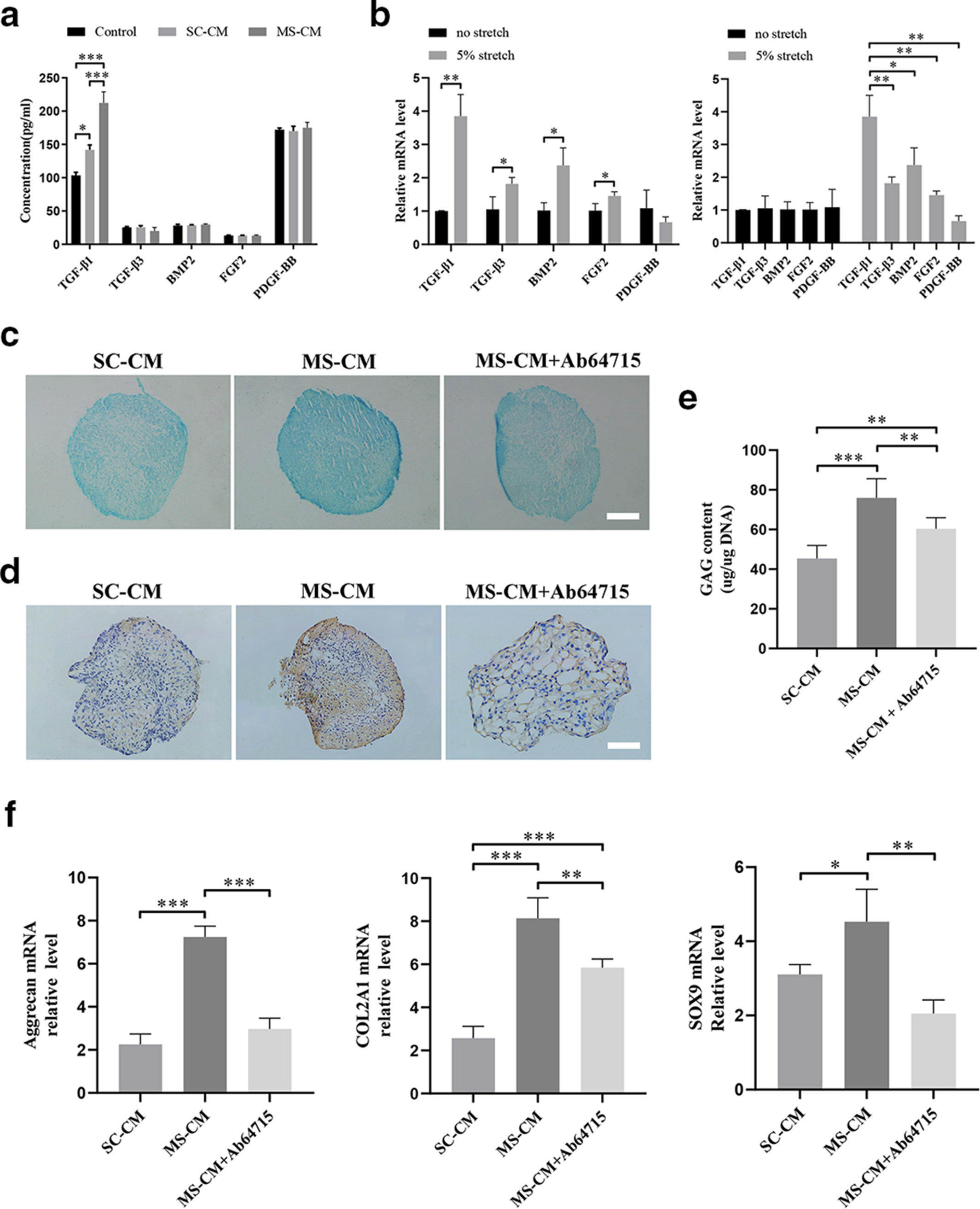 Fig. 5 
            Transforming growth factor (TGF)-β1 is involved in mechanically stimulated macrophage-mediated chondrogenic differentiation of mesenchymal stem cells (MSCs). a) Enzyme-linked immunosorbent assay for the pro-chondrogenic cytokines in conditioned media of bone marrow-derived macrophages (BMDMs) with or without mechanical stimulation and Dulbecco’s Modified Eagle Medium. b) Relative messenger RNA (mRNA) expression of the chondrogenesis-related gene in BMDMs with or without mechanical stimulation (independent-samples t-test). c) Alcian blue staining of micromasses after culturing for 21 days. Scale bar = 200 μm. d) Immunohistochemical staining of micromasses for collagen type II after culturing for 21 days. Scale bar = 50 μm. e) Glycosaminoglycan (GAG) content was examined and normalized to DNA content. f) Relative mRNA expression of aggrecan, collagen type II alpha 1 (COL2A1), and SRY-related HMG box 9 (SOX9). N = 3 per group. *p < 0.05, **p < 0.01, and ***p < 0.001, one-way analysis of variance followed by Tukey’s multiple comparisons test. BMP2, bone morphogenetic protein 2; FGF2, fibroblast growth factor 2; MS-CM, the conditioned media of mechanically stimulated BMDMs; MS-CM+Ab64715, the conditioned media of mechanically stimulated BMDMs + TGF-β1 antibody; PDGF-BB, platelet-derived growth factor-BB; SC-CM, the conditioned media of statically cultured BMDMs; TGF-β1, transforming growth factor-beta 1; TGF-β3, transforming growth factor-beta 3.
          