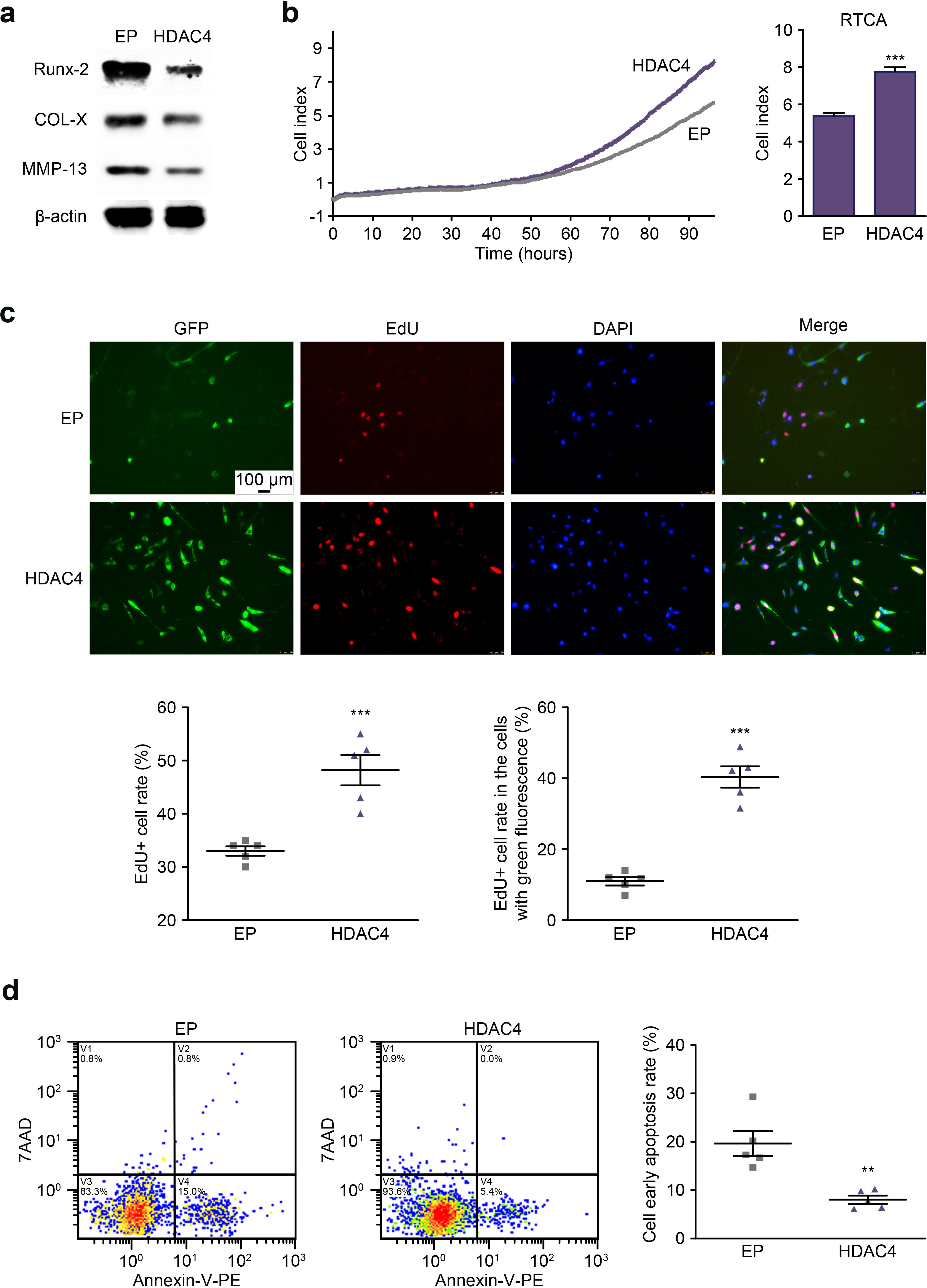Fig. 2 
            Histone deacetylase 4 (HDAC4) markedly improves the survival rate and biofunction of chondrocytes. a) Representative protein expression levels of runt-related transcription factor 2 (RUNX2), type X collagen (Col-X), matrix metallopeptidase-13 (MMP-13), and β-actin in chondrocytes. b) Representative cell survival rates of groups were detected by real-time cell analysis (RTCA) assay; the HDAC4 group (purple) and the empty adenovirus (EP) group (grey), the data were quantified by mean cell index (CI) (n = 4). c) Representative EdU-based cell proliferation assay results. The EdU-positive cells showed red fluorescence. Scale bar: 50 μm. The percentage of EdU-positive cells in all cells and the percentage of EdU-positive cells in the cells with red fluorescence were quantified. d) Cell viability was detected by flow cytometry; of the four regions in the figure, zone V3 indicates negative 7-amino-actinomycin (7-AAD) and Annexin-V-phycoerythrin (PE) staining, showing the percentage of living cells, while zone V4 indicates negative 7-AAD staining and positive Annexin-V-PE staining, showing the percentage of early apoptosis cells. The data were quantified by the early apoptosis rate (n = 6). Data are expressed as the mean (standard deviation). ***p < 0.001. DAPI, 4′,6-diamidino-2-phenylindole; GFP, green fluorescent protein.
          