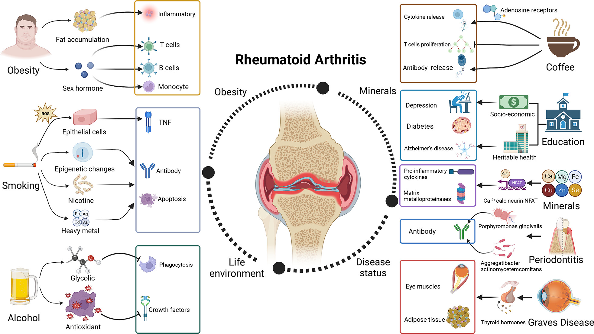 Fig. 1 
          Factors influencing rheumatoid arthritis (RA) in Mendelian randomization. Created with BioRender.com. TNF, tumour necrosis factor.
        