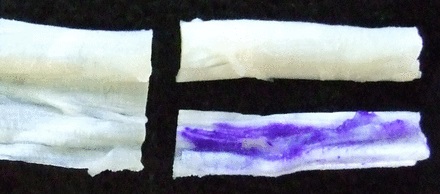 Figs. 1a - 1b 
            Photographs showing the preparation
of the tendon, a) a piece of healthy human hamstring tissue, such
as that prepared for an anterior cruciate -ligament graft, and b)
showing the tendon divided lengthways at one end, one half marked
with gentian violet pen and the other remaining un-inked as a control.
          