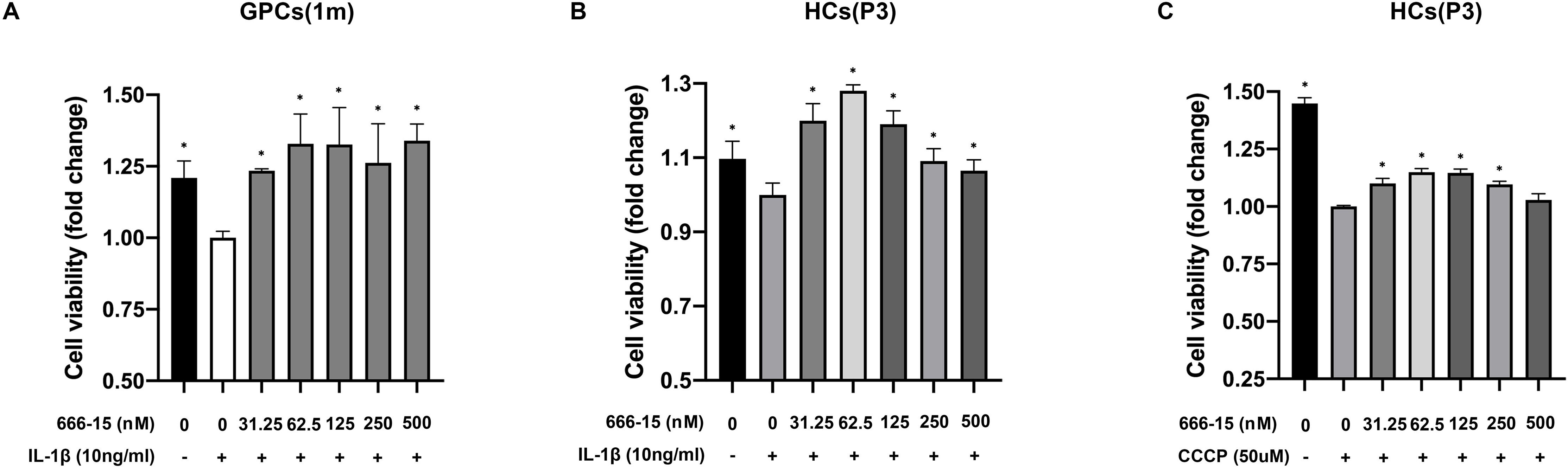 Fig. 4 
            666-15 alleviated IL-1β- or carbonyl cyanide 3-chlorophenylhydrazone (CCCP)-induced chondrocyte injury through inhibition of mitochondrial dysfunction-associated apoptosis. a) Chondrocytes obtained from one-month-old guinea pigs (GPCs (1 m)) (n = 3 in each group) were treated with different concentrations of 666-15 for two hours prior to IL-1β (10 ng/ml) treatment for 24 hours. Cell counting kit-8 (CCK-8) assay was performed to assess cell viability. b) to c) Human chondrocytes (HCs) of P3 (n = 3 in each group) were treated with different concentrations of 666-15 for two hours prior to b) IL-1β (10 ng/ml) or c) CCCP (50 μM) treatment for 24 hours. Cell viability was assessed using the CCK-8 assay. One-way analysis of variance was used to compare means among groups, and the Fisher’s least significance difference test was used for multiple comparisons. *p < 0.05, ***p < 0.001.
          
