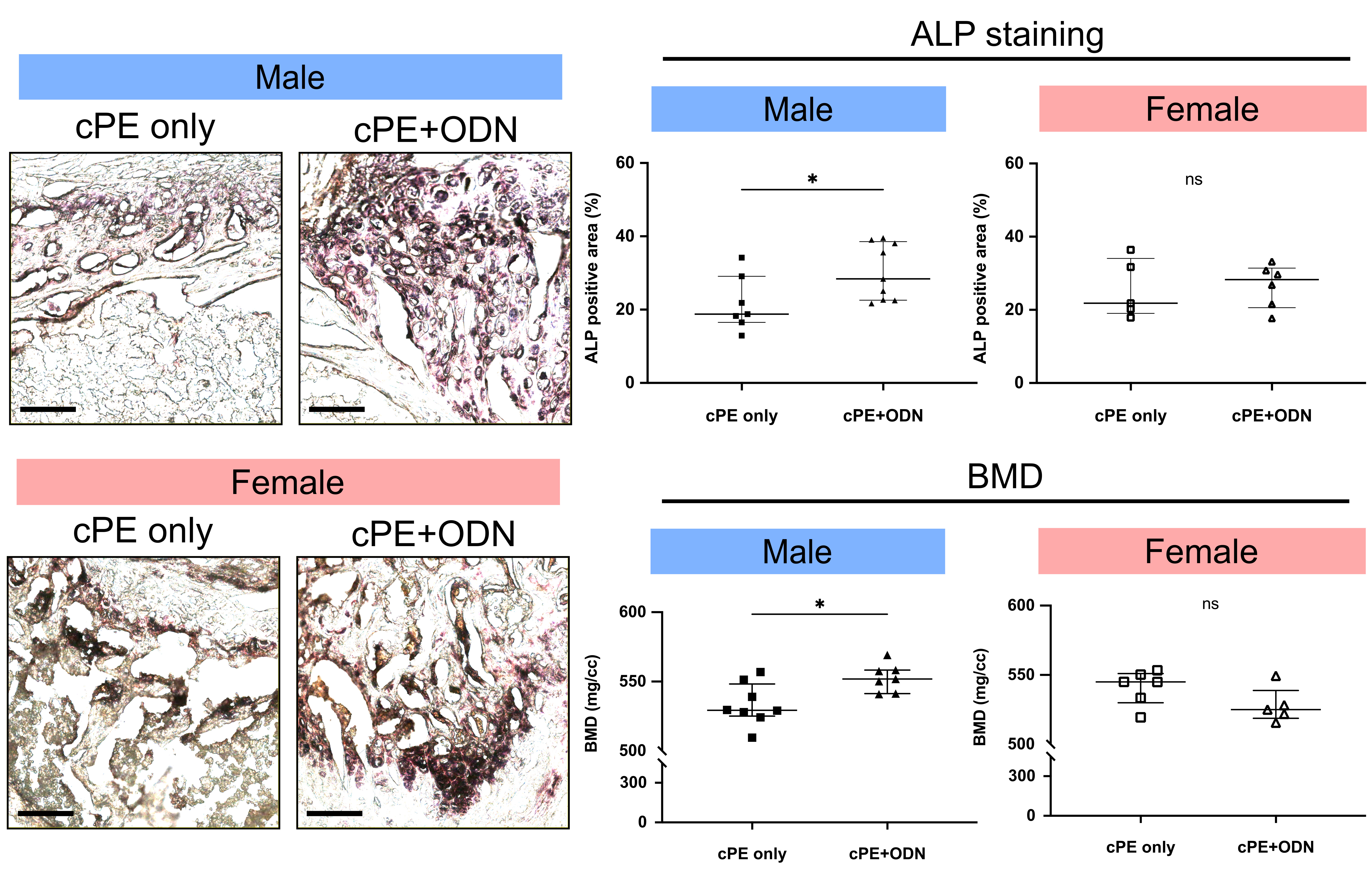 Fig. 4 
            Alkaline phosphatase (ALP) staining and micro-CT analysis in vivo. Representative images of ALP staining and quantitative analysis of ALP positive area proportion are shown (scale bar = 100 μm) for male (control group: n = 7, oligodeoxynucleotide (ODN) group: n = 9) and female mice (control group: n = 5, ODN group: n = 6). Quantitative assessments of bone mineral density (BMD) are also shown for male (control group: n = 8, ODN group: n = 7) and female mice (control group: n = 6, ODN group: n = 5). *p < 0.05, Mann-Whitney U test. cPE, contaminated polyethylene particles; ns, non-significant.
          