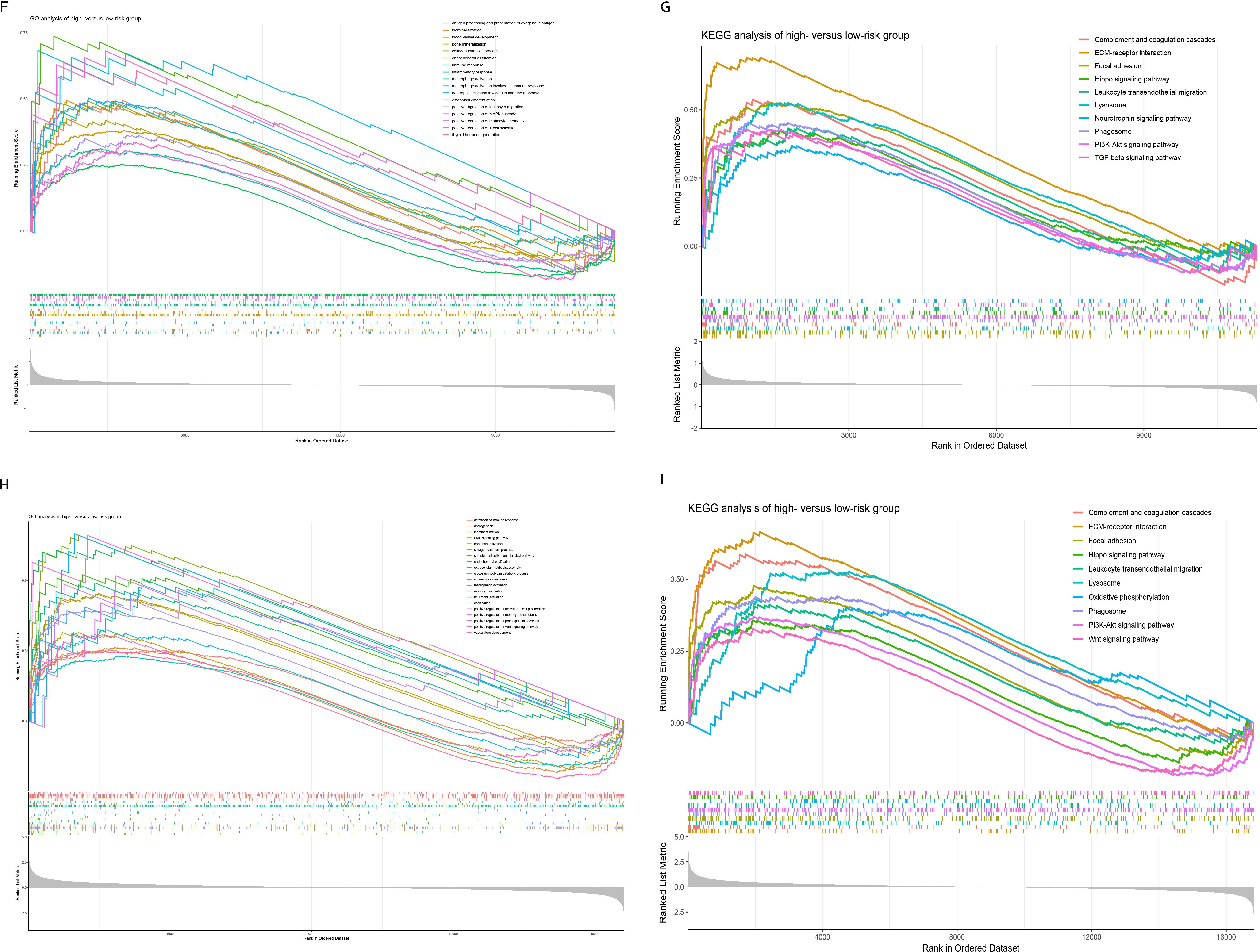 Fig. 6 
            e) Boxplots of the risk score between osteoarthritis (OA) and healthy controls in the external validation cohort (Mann–Whitney U test). f) to i) Gene set enrichment analysis conducted between high- and low-risk groups. Specific f) Gene Ontology (GO) biological processes and g) Kyoto encyclopedia of Genes and Genomes (KEGG) pathways in the high-risk group of the training cohort (GSE169077, GSE57218). Specific h) GO biological processes and i) KEGG pathways in the high-risk group of the external validation cohort (GSE89408, GSE143514).
          