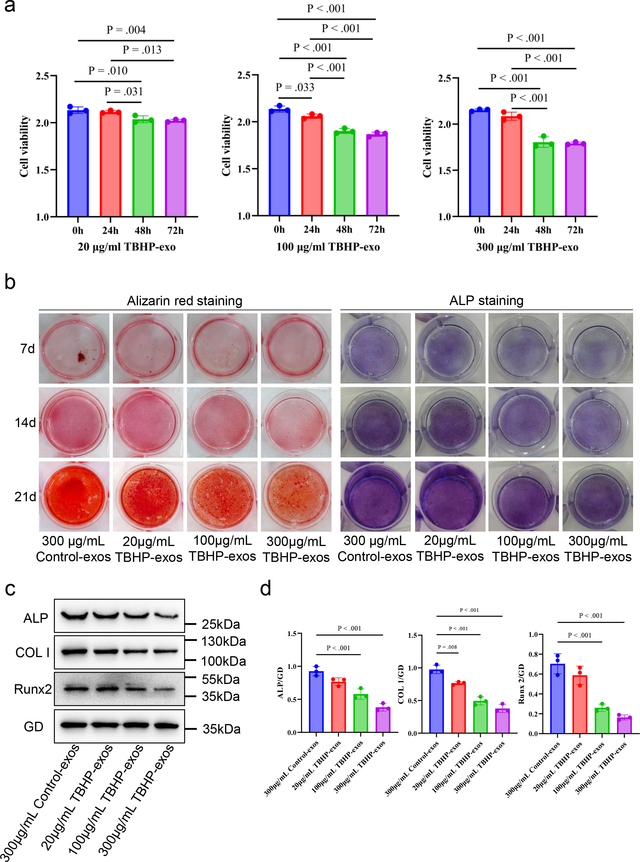 Fig. 2 
            Effects of senescent MLO-Y4 cell-derived exosomes (abbreviated tert-Butyl hydroperoxide (TBHP)-exos in the figure) on osteogenic differentiation of MC3T3-E1 cells. a) Cell Counting Kit 8 (CCK-8) assay of MC3T3-E1 cells treated with different concentrations (20, 100, or 300 μg/ml) of senescent MLO-Y4 cell-derived exosomes for different lengths of time (0, 24, 48, or 72 hours). b) Alkaline phosphatase (ALP) and Alizarin Red S staining of MC3T3-E1 cells on days 7, 14, and 21 after treatment with the indicated concentrations of exosomes obtained from senescent MLO-Y4 cells. c) and d) Western blotting and grayscale analysis of ALP, Runt-related transcription factor 2 (Runx2), and collagen type I α1 (Col-I) expression in MC3T3-E1 cells in different treatment groups. Data are shown as column charts and the p-values were calculated by one-way analysis of variance with Sidak’s multiple comparison tests. The p-values were specified only when p < 0.05 (statistically significant). GD, glyceraldehyde 3-phosphate dehydrogenase.
          