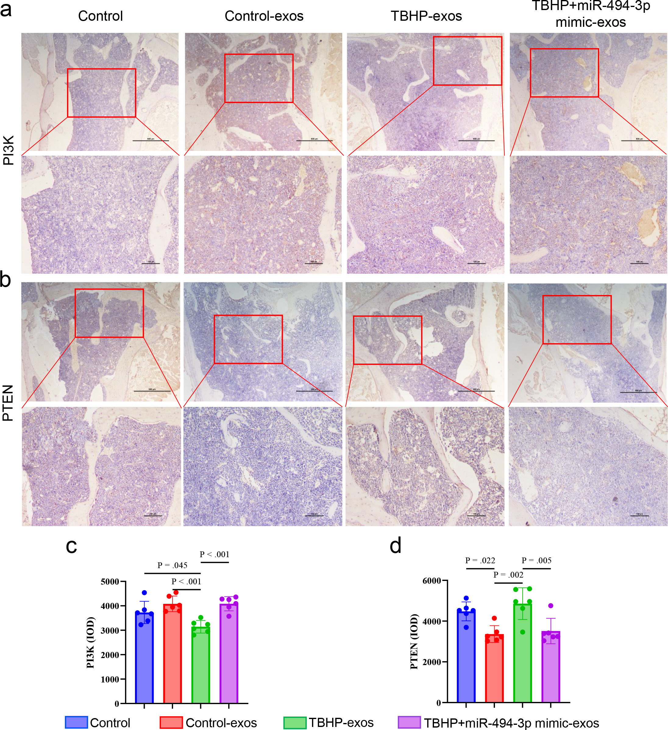 Fig. 5 
            Immunohistochemical staining and quantitative analysis for: a) and c) phosphoinositide 3-kinase (PI3K); and b) and d) phosphatase and tensin homolog (PTEN) of distal femoral metaphysis from SAMP6 mice treated with different exosomes. Scale bar = 500 μm in 4× objective lens. Scale bar = 100 μm in 10× objective lens. Data are shown as column charts and the p-values were calculated by one-way analysis of variance with Sidak’s multiple comparison tests. The p-values were specified only when p < 0.05 (statistically significant). IOD, integrated optical density; miR, microRNA; TBHP, tert-Butyl hydroperoxide.
          