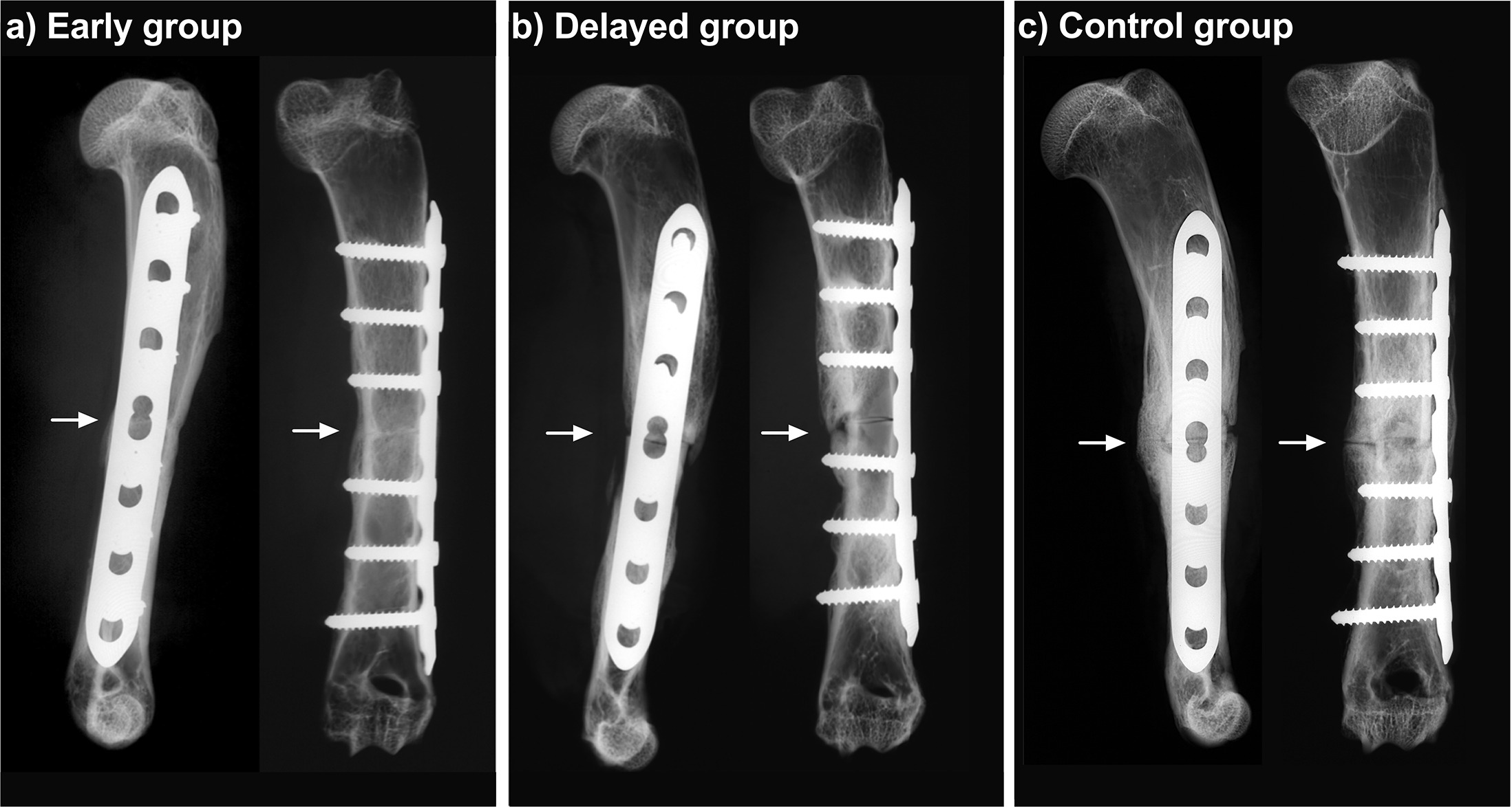 Fig. 5 
            Representative contact radiographs in anteroposterior and lateral view of the rabbit humerus after euthanasia, with arrows marking the osteotomy site in: a) the early group at eight weeks; b) the delayed group at 11 weeks; and c) the control group at 11 weeks. All rabbits received a plate osteosynthesis of a humeral osteotomy and were inoculated with Staphylococcus aureus. Debridement and irrigation with implant retention was performed after one week (early) or after four weeks (delayed and control). The early and delayed groups received systemic antibiotics for six weeks, and the control group received no systemic treatment.
          
