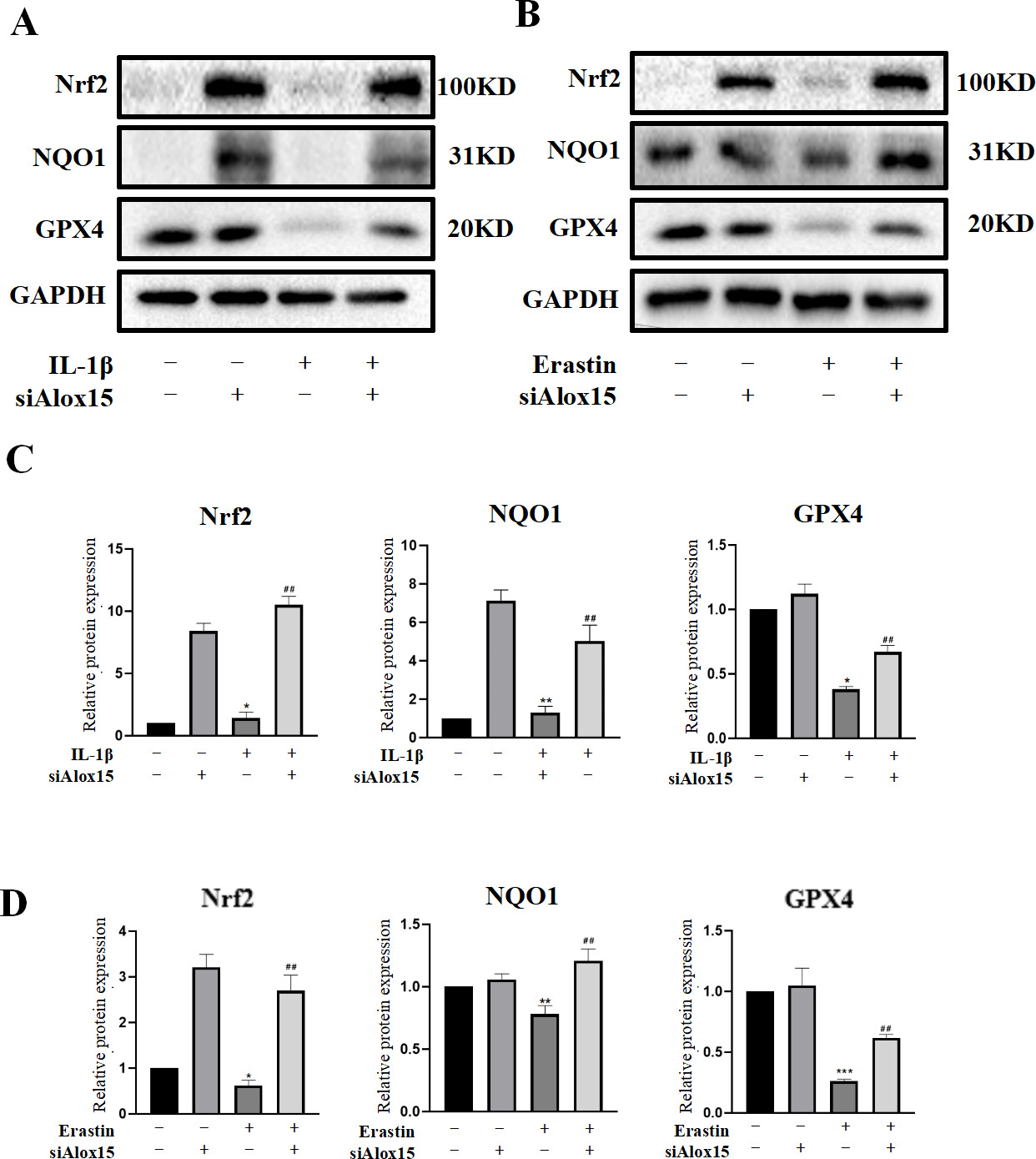 Fig. 5 
            Protective effect of nuclear factor-E2-related factor 2 (Nrf2) signalling on chondrocytes induced by interleukin-1β (IL-1β) or Erastin increased after arachidonate 15-lipoxygenase (Alox15) knockdown. a) to d) Western blot analysis was conducted to detect the protein expression of Nrf2, NAD(P)H:quinone oxidoreductase 1 (NQO1), and glutathione peroxidase 4 (GPX4) in chondrocytes treated with IL-1β (10 ng/ml) or Erastin (5 μM) and subjected to Alox15 knockdown. Densitometry analysis was conducted to quantify the band density ratios of Nrf2, NQO1, and GPX4 to glyceraldehyde 3-phosphate dehydrogenase (GAPDH) (experiments repeated three times each). These data were statistically analyzed by independent-samples t-test and are presented as the mean and standard deviation. *p < 0.05 vs the negative control group. #p < 0.05 vs the IL-1β group or Erastin group. **p < 0.005 .
          