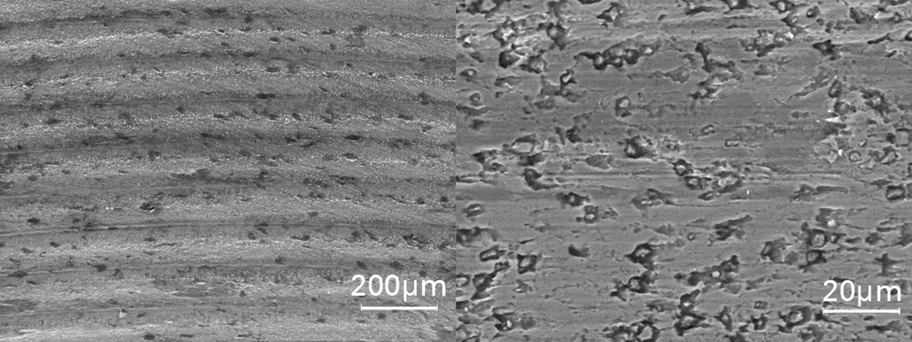 Fig. 5 
          Scanning electron microscopy (SEM) images
of a taper that has experienced greater wear, at the same level
of magnification as in Figure 4 (left), showing that the peaks and
troughs caused by the impression of the machining grooves have been
sheared off, leading to significant material loss, and at a higher
magnification (right), showing the formation of pits with inclusion
bodies, probably as a result of mechanical wear
        