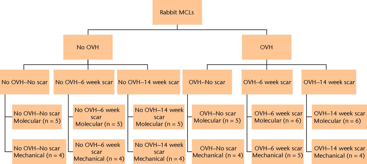 Fig. 1 
          Study flow chart. Molecular and
mechanical assessments were performed on six groups with different
combinations of ovariohysterectomy (OVH) surgery (No OVH, OVH) and/or
bilateral medial collateral ligament (MCL) gap surgery (No scar,
6 week scar, 14 week scar).
        