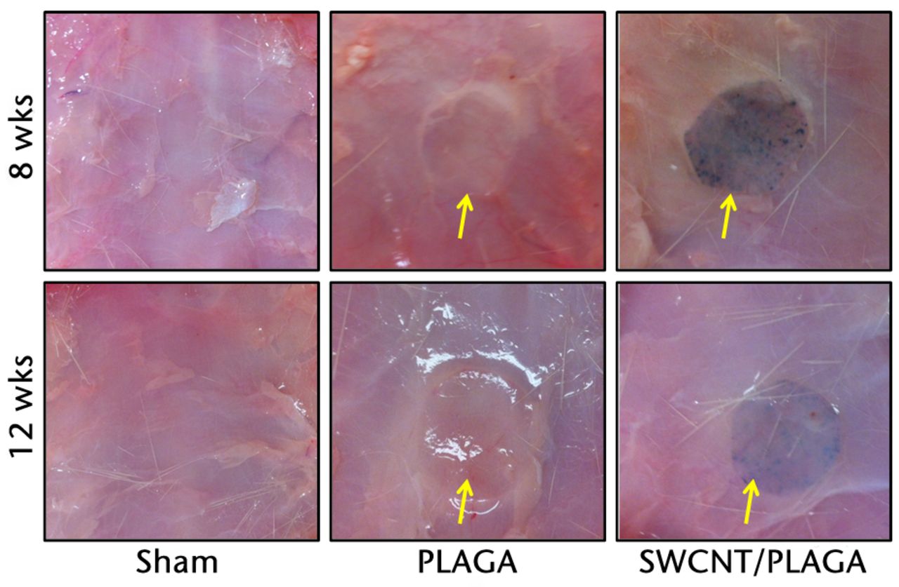Fig. 5 
            Gross pathological images of subcutaneous
tissue surrounding the implants (Sham, poly (lactic-co-glycolic
acid) (PLAGA) and single-walled carbon nanotubes; SWCNT/PLAGA) at
eight and 12 weeks post-implantation. All incision sites were healed
and the tissue surrounding the implants appeared grossly normal,
with no overt evidence of inflammation.
          