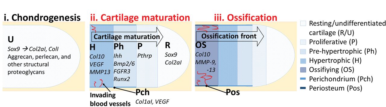 Fig. 2 
          Diagrams showing an overview of endochondral
ossification. The initiation of cartilage formation (chondrogenesis)
is marked by expression of the Sox9 transcription factor, followed
by production of an extracellular matrix (ECM) of collagens I and
II and structural proteoglycans (i). This transient cartilage matures
progressively. Cartilage cells (chondrocytes) progress through stages
of proliferation, pre-hypertrophy, and hypertrophy (ii). Maturation
commences at the mid-point of the long bone shaft and proceeds toward
the ends of the long bone. Each stage is marked by expression of
a particular cohort of genes (examples indicated). As chondrocytes
undergo hypertrophy and die, they are replaced by bone-forming cells
(osteoblasts), carried in from the perichondrium via invading blood
vessels (red) (iii). Osteoblasts employ matrix metalloproteinases
(MMPs) to break down the cartilage ECM and replace it with collagen
X-rich bone. Processes affected by immobilisation are denoted in
red (explained in the text).
        