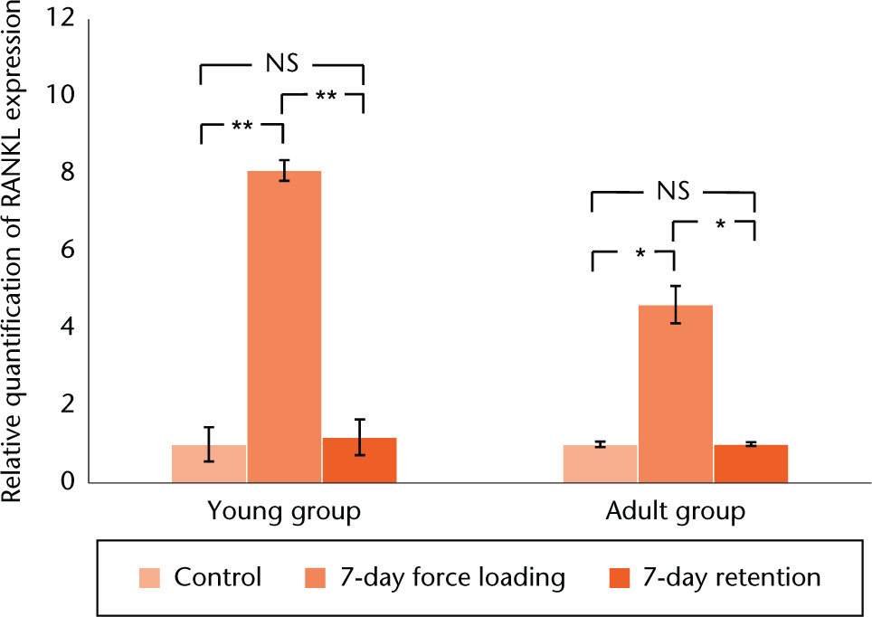 Fig. 8 
            Comparison of RANKL expression on the tension sides during and after mechanical force loading in the young and adult groups (*p < 0.05; **p < 0.01).
          