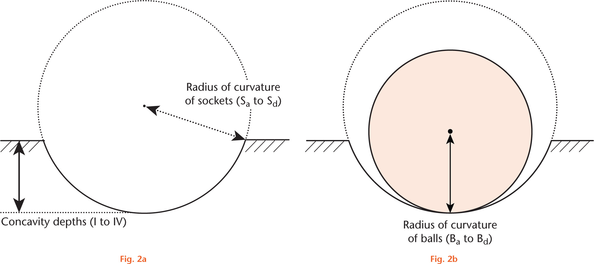  
            The radii of curvature of the ball (Ba to Bd) and socket (Sa to Sd), and its concavity depths (I to IV) are shown; a) the radius of the socket (dashed arrow) is the circumference, depicted by the socket and the dashed circle arc, starting from the socket’s rim. The radius of the ball matches the circumference; b) in an incongruent system, the radius of the ball (continuous arrow and circumference) does not match the socket’s circumference depicted by the socket and dashed circle arc.
          