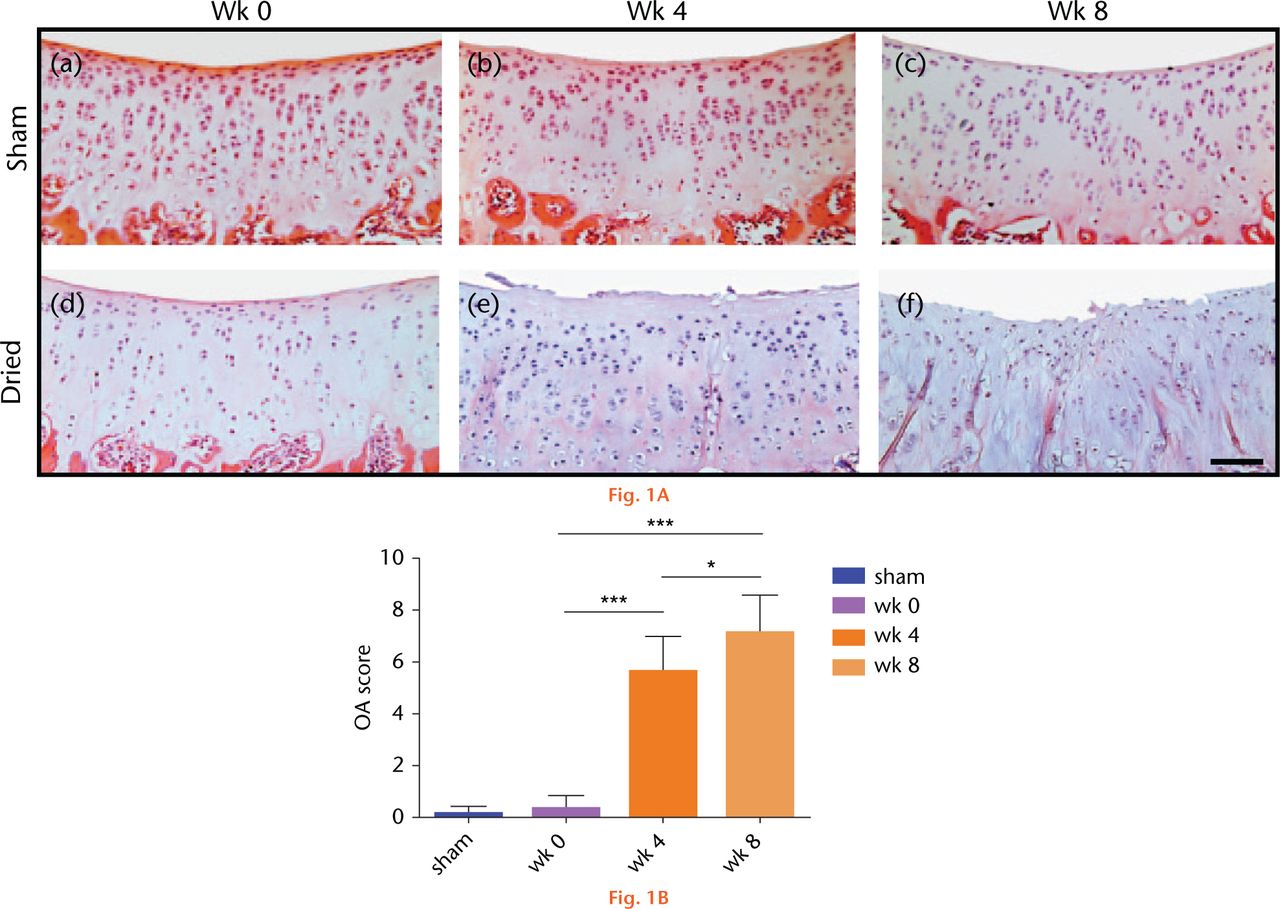 Fig. 1 
            Histological sections of sham-operated or dried in vivo articular cartilage and changes to the modified Mankin score following recovery from surgery. (A) Cartilage sections were obtained from sham-operated or dried joints at weeks 0, 4 and 8, respectively, and stained for H&E, and toluidine. (Bar = 50µm). (B) The modified Mankin score in H&E and toluidine-stained cartilage sections using criteria described in Materials and Methods. Data are means ± 95% confidence intervals for N(n) = 4(4). (Asterisks denote significance levels; *p < 0.05, **p < 0.01, ***p < 0.001).
          