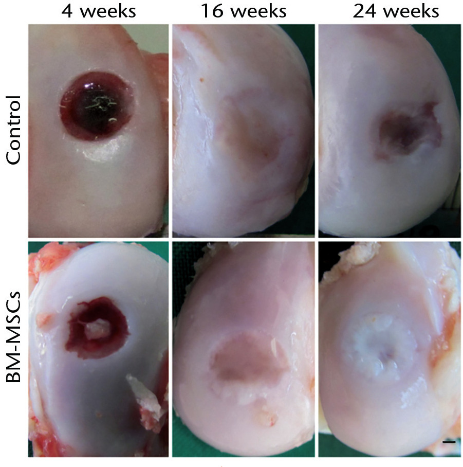 Fig. 2 
            Macroscopic appearance of defects in the condylar regions at four (left), 16 (middle) and 24 (right) weeks after surgery. Control as well as stem cell treated (bone-marrow derived mesenchymal stem cell) defects are represented (scale bar, 3 mm).
          