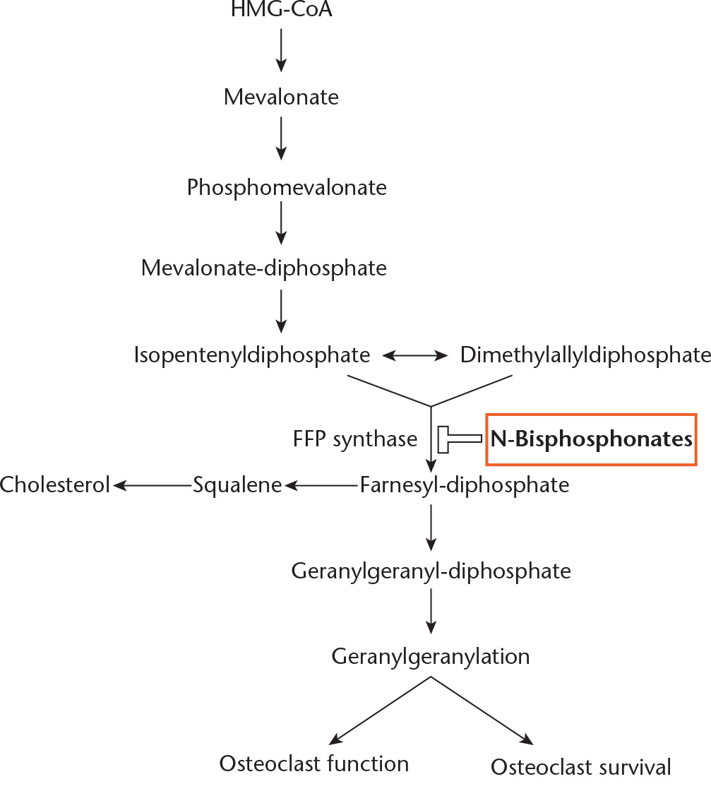 Fig. 1 
            Schematic illustration of pathway target of nitrogen-containing bisphosphonates (N-bisphosphonates) in the inhibition of osteoclast function and survival; N-bisphosphonates target and inhibit farnesyl diphosphate (FPP) synthase (data used to create figure taken from Fleisch29)
          