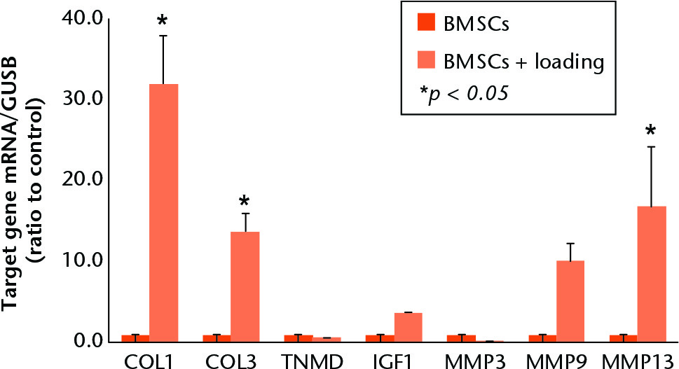 Fig. 5 
            Comparison of extracellular matrix tendon growth factor gene expression in BMSCs and bone marrow stromal cells (BMSCs) + loading groups. The expression level was normalised to that of the GUSB gene. Error bars indicate mean (SE); * significant difference (p < 0.05). BMSCs, bone marrow stromal cells; COL1, collagen type I; COL3, collagen type III; MMP9, gelatinase; MMP13, collagenase; TNMD, tenomodulin; IFG-1, insulin-like growth factor 1; GUSB, β-glucuronidase.
          