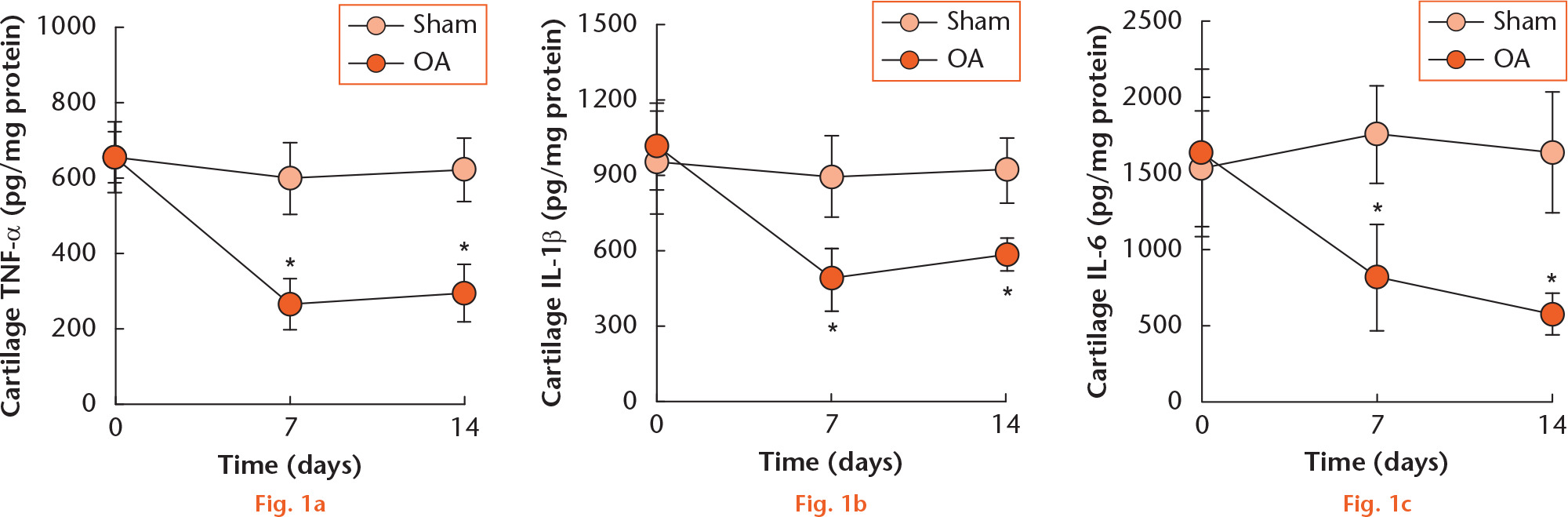  
            Time course study of meniscectomy-induced cartilage nitric oxide production in rats. Rats were divided into two groups of five. Group I (Sham group), rats received the sham operation only; and Group II (OA group) rats received the meniscectomy operation only. Cartilage nitrite (a marker for nitric oxide production) was assessed 0, 7, and 14 days after the sham or meniscectomy operation. Data are expressed as means and standard deviation. *p < 0.05 compared with Sham group (Group I).
          